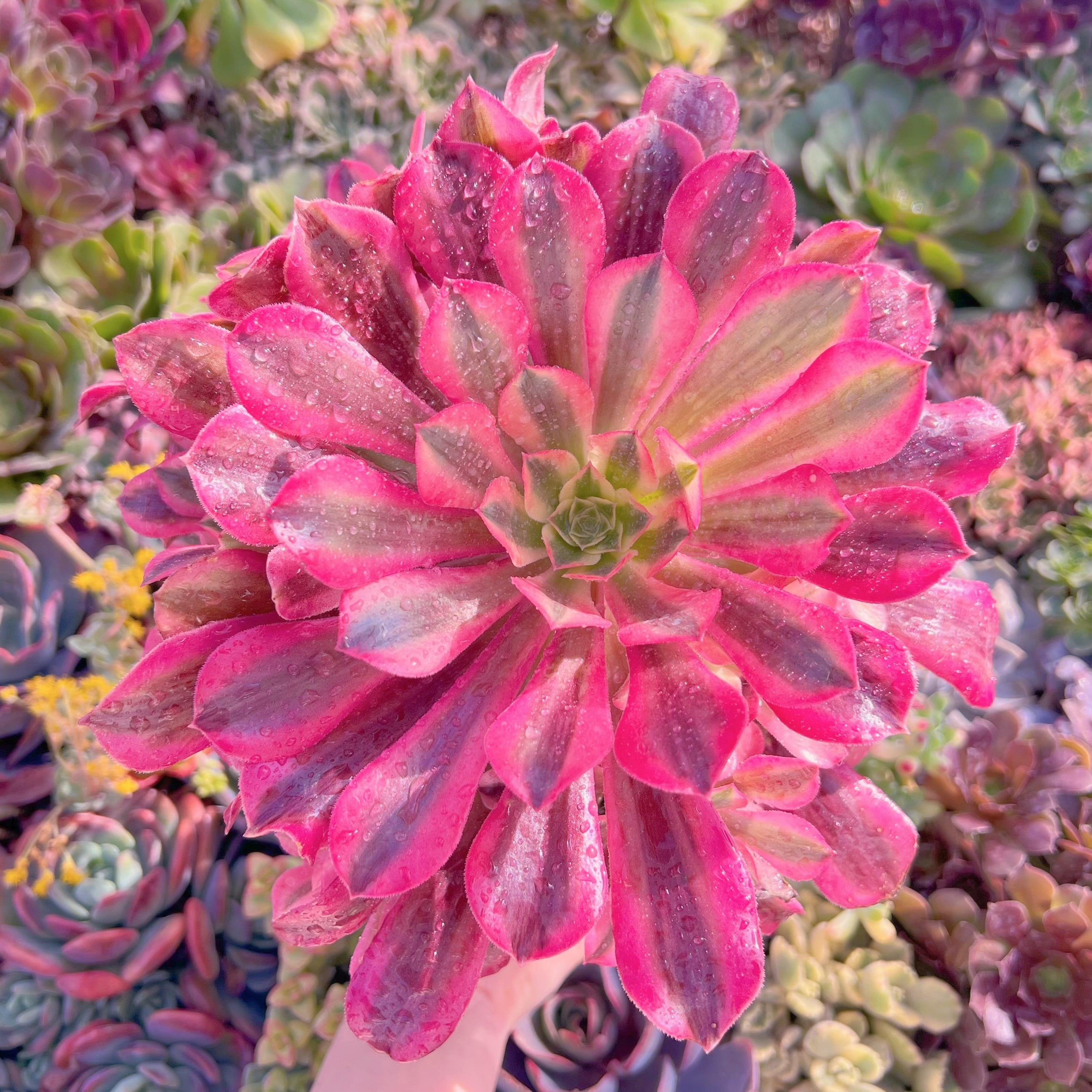 現品　メデューサ#775　大群生　るる農園