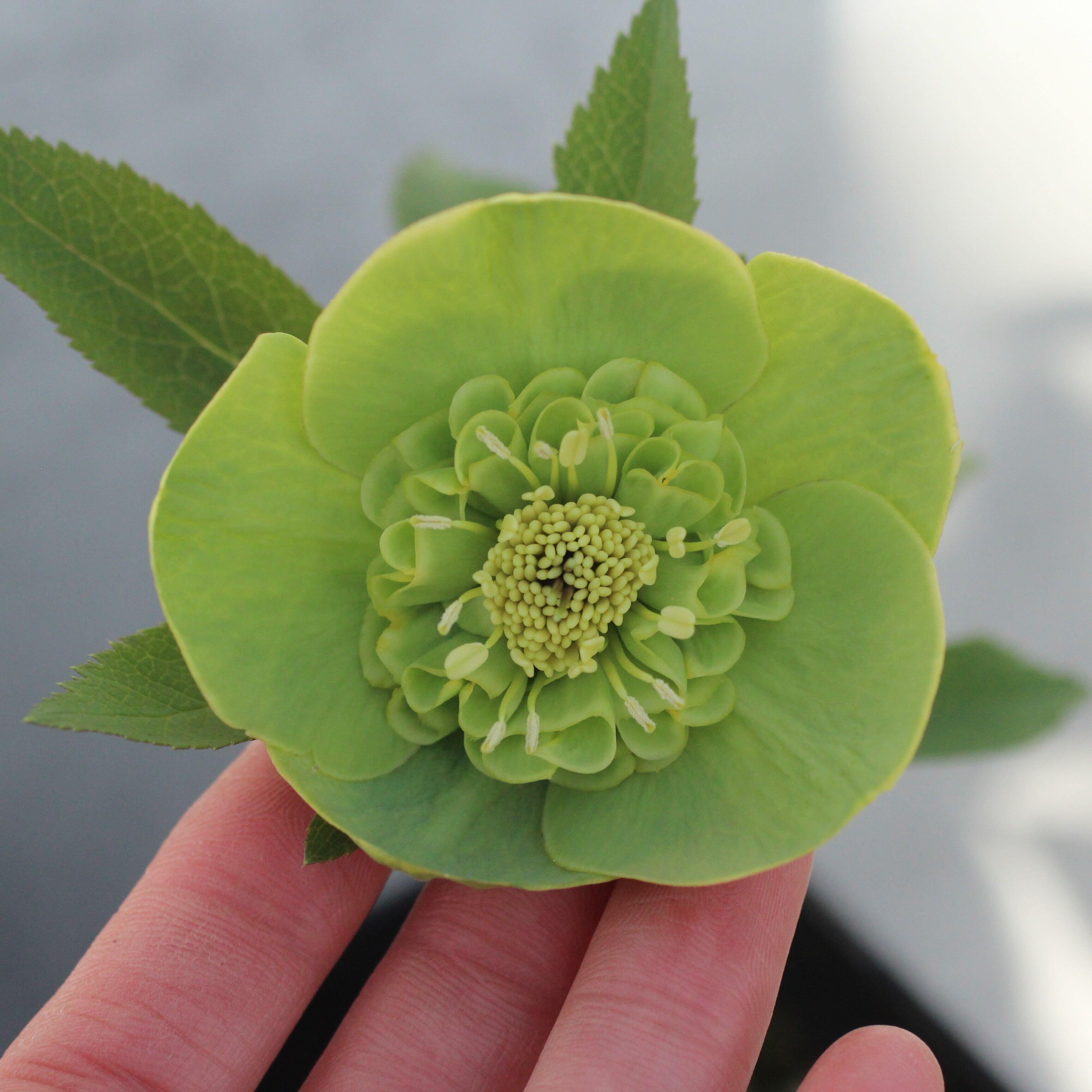 WinterSymphony開花鉢 | CoppiceGARDEN（コピスガーデン）