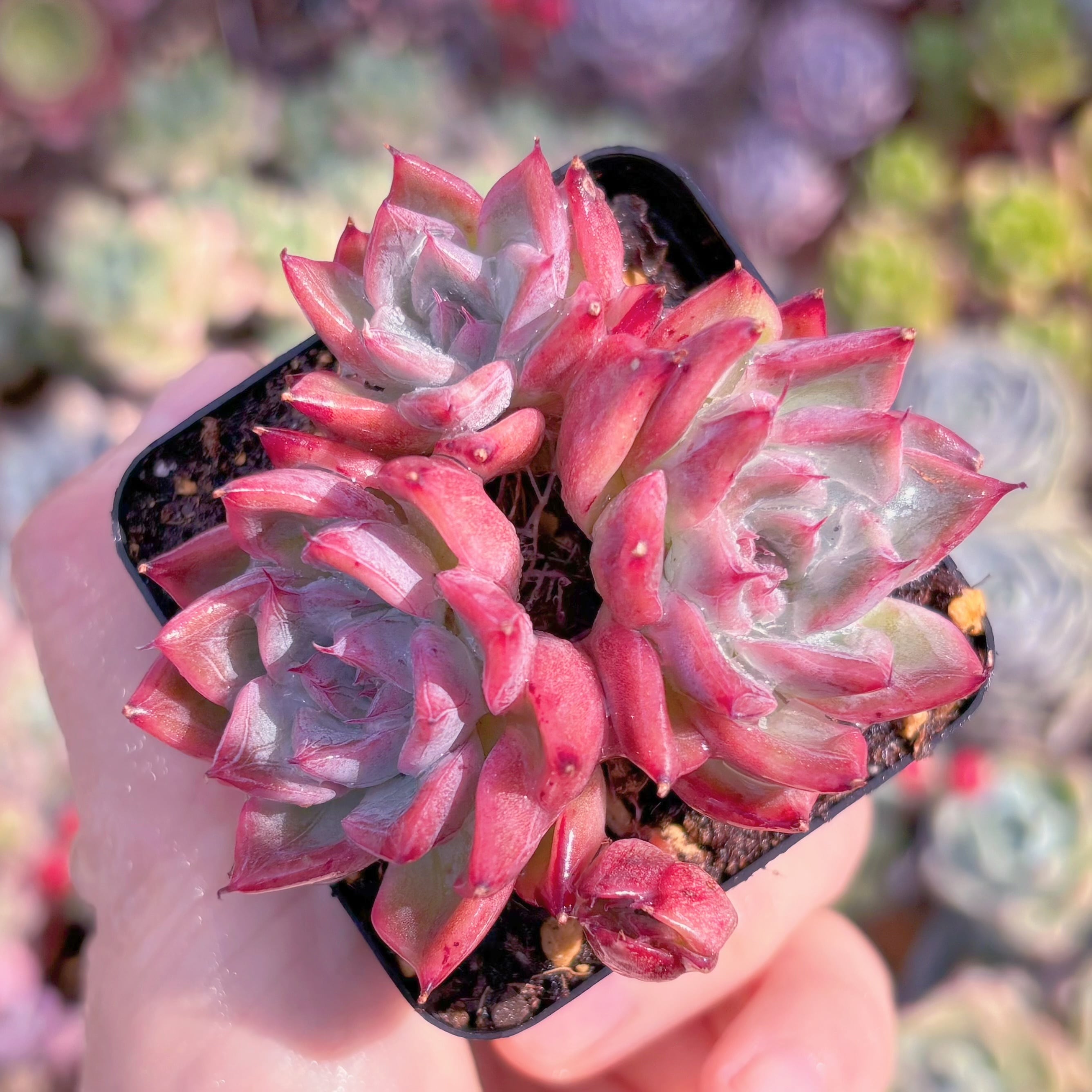 現物　ブラックスワン#C02   群生　るる農園