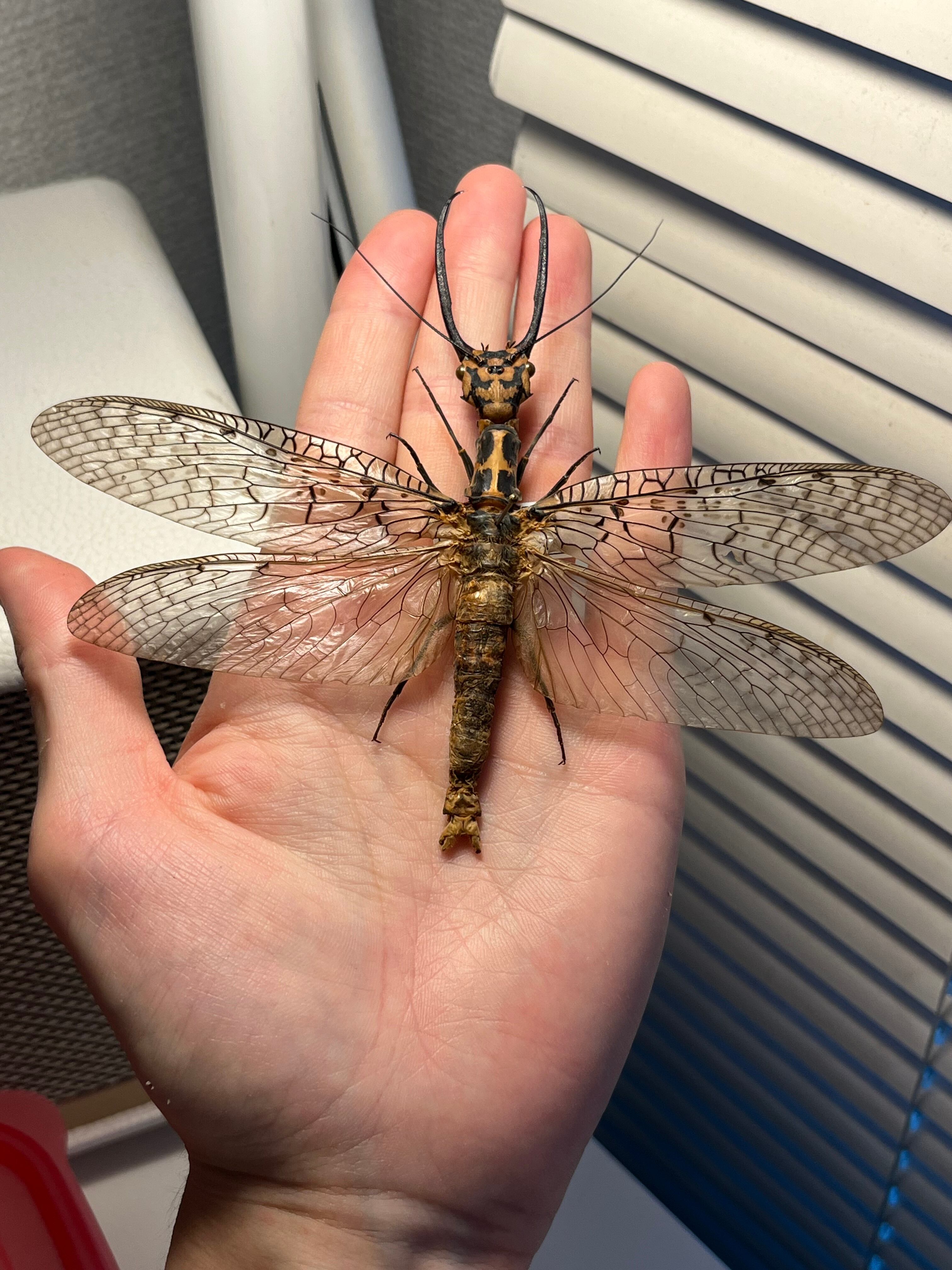 蜻蛉希少種】キマダラオオキバヘビトンボ オオアゴヘビトンボ 昆虫標本