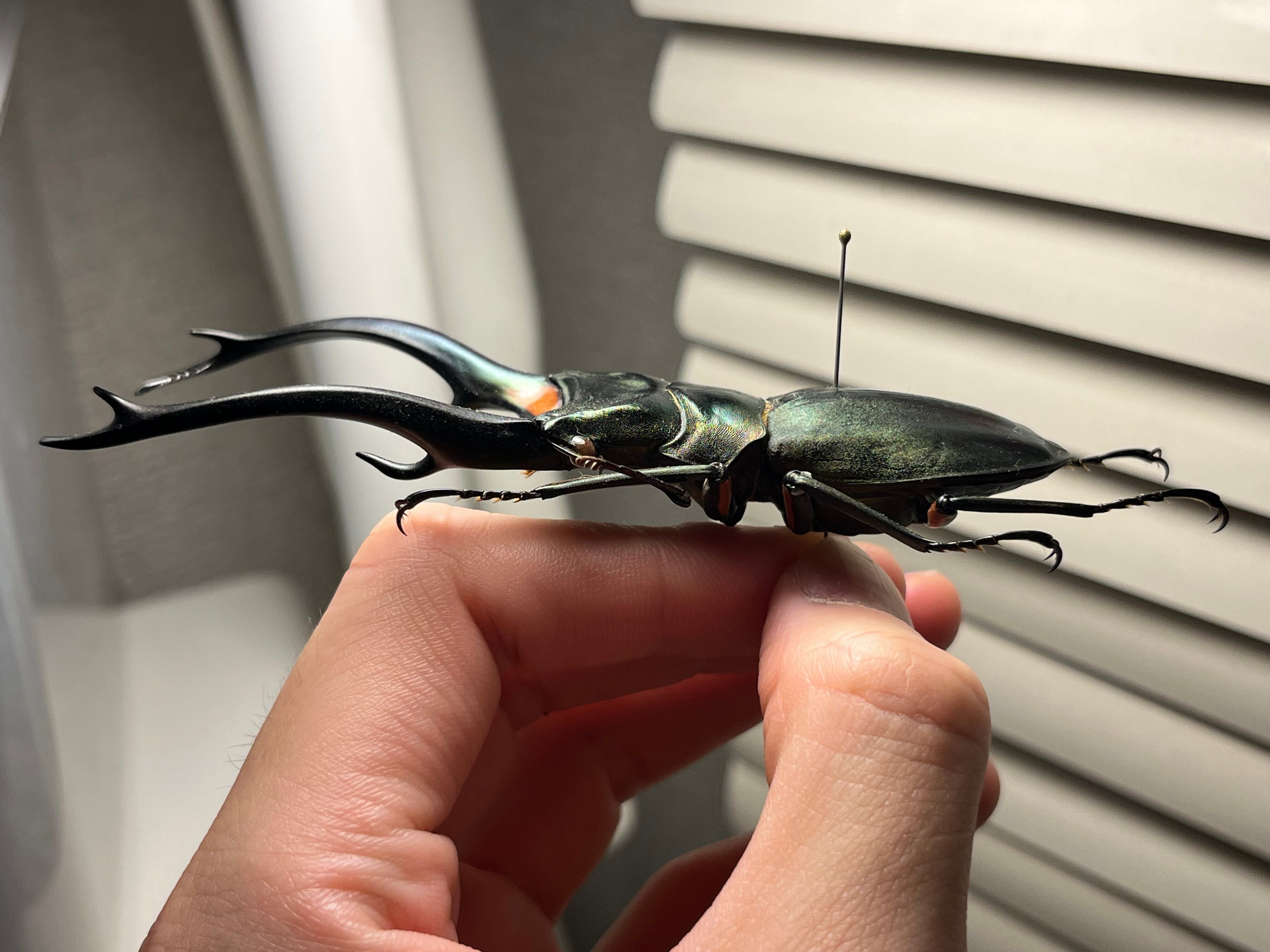 102mm】エラフスホソアカクワガタ Cyclommatus elaphus 紅鹿細身赤鍬形