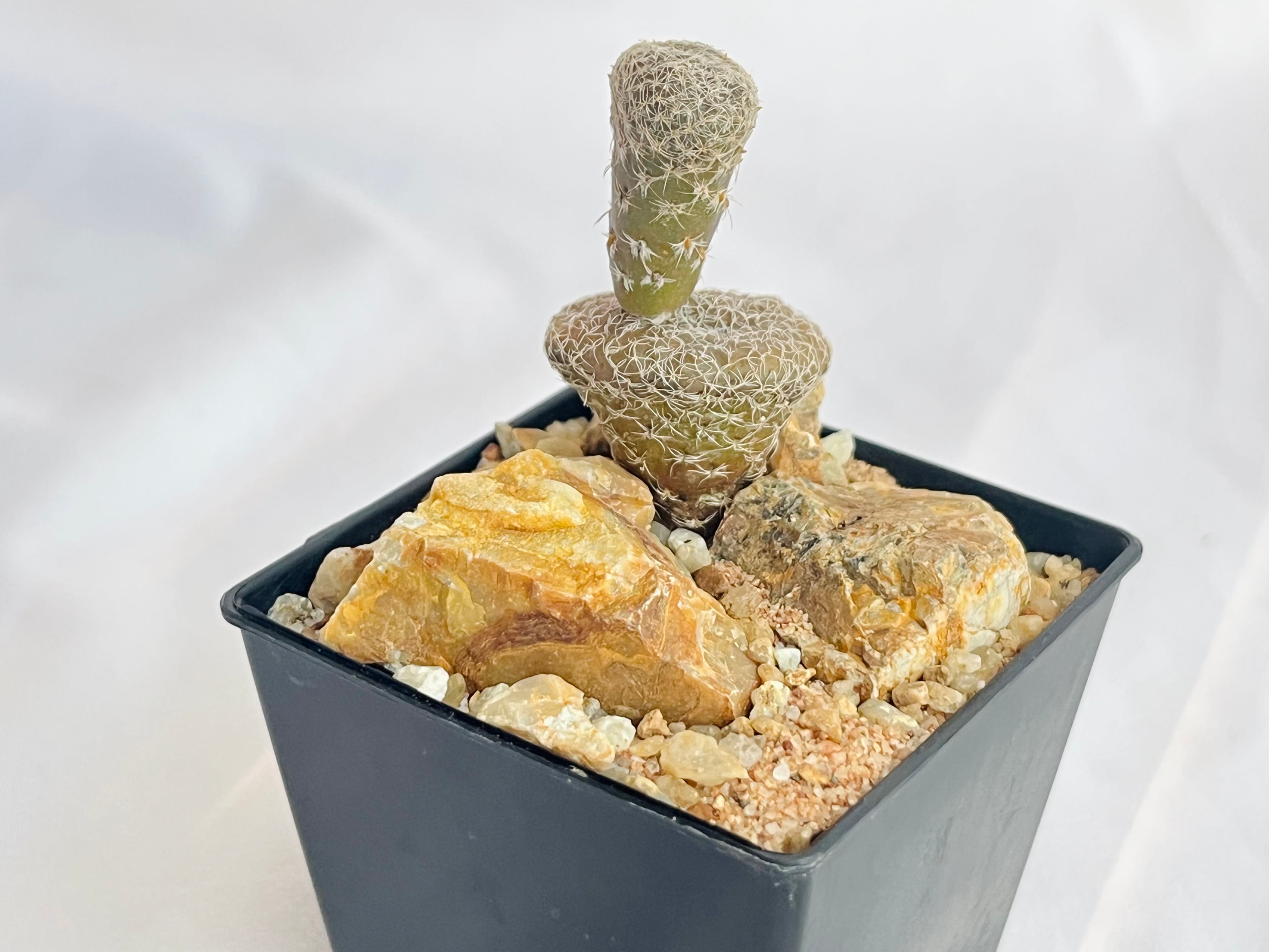 Puna clavarioides クラバリオイデス 茸団扇 白鶏冠 サボテン | plants