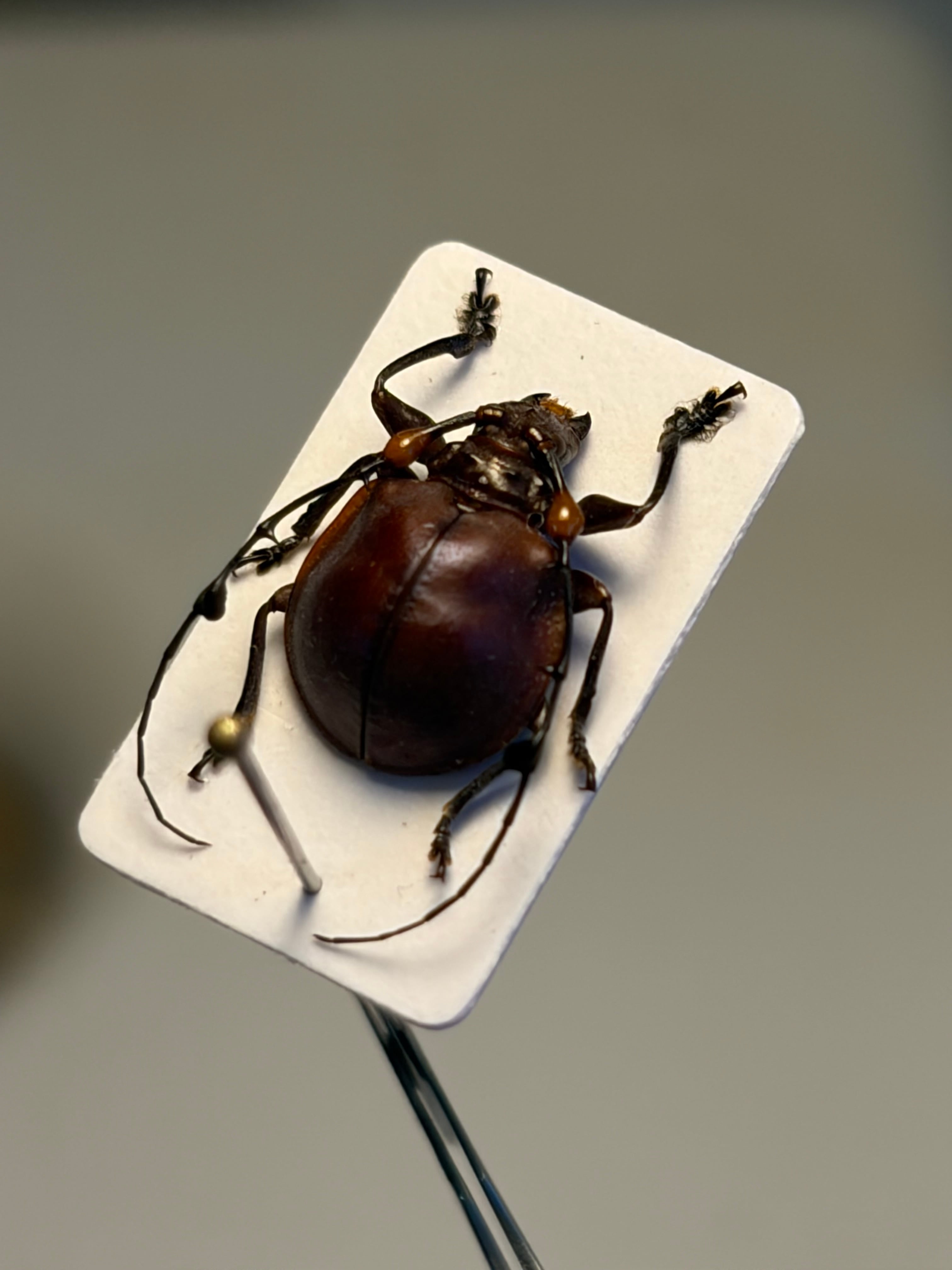 【珍しい赤】ペルーのまん丸な異形カミキリ 標本 天牛 テントウムシ 珍しい赤】ペルーのまん丸な異形カミキリ 標本 Cyclopeplus sp. 天牛