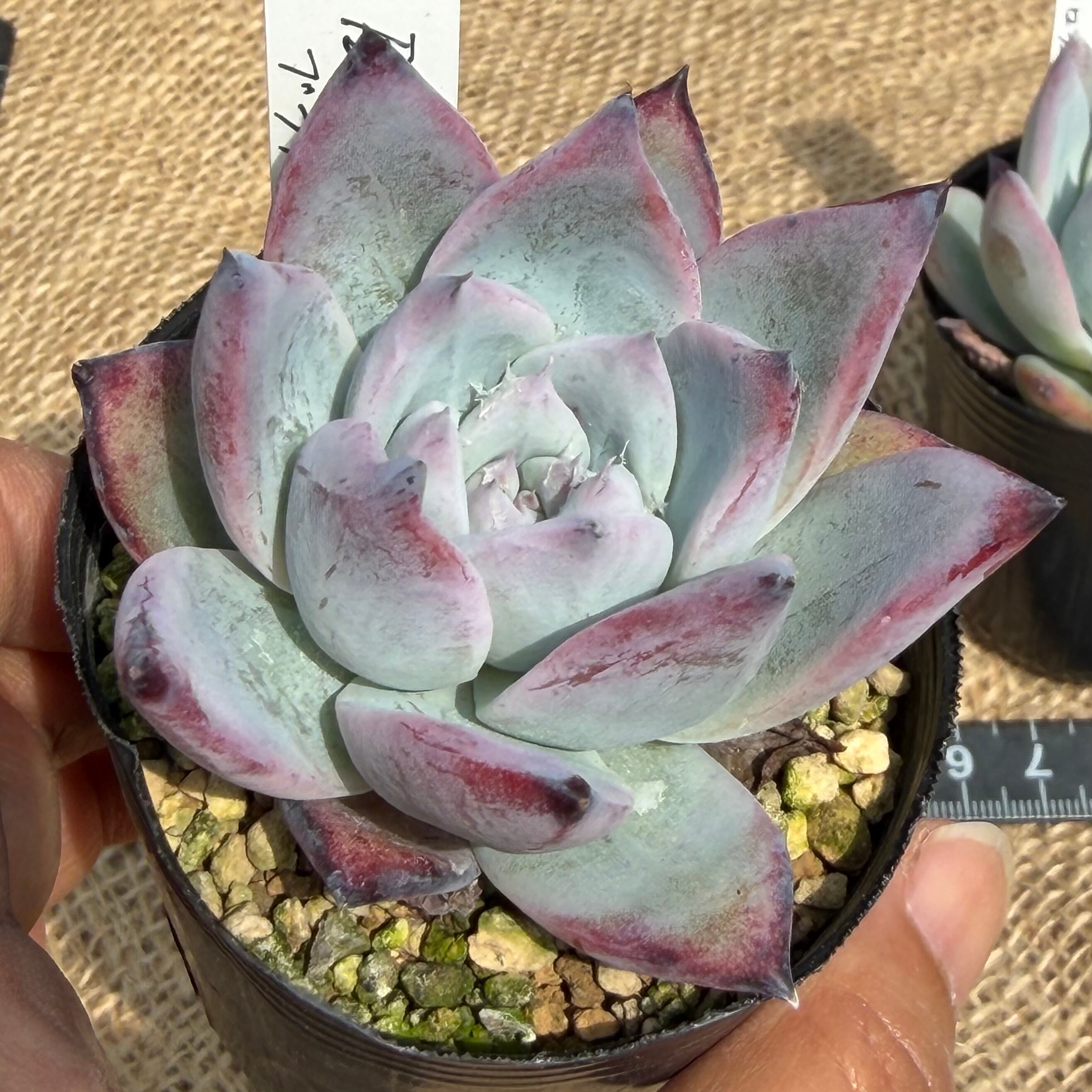 ブラックサバス コロラータ ルーフ2苗セット 管理番号2 | REONA Succulents