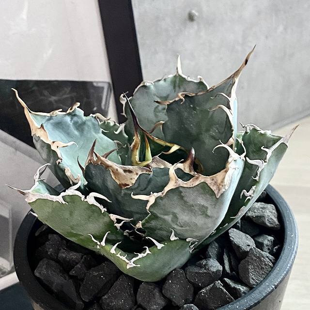 agave titanota 白鯨　鉢ごと