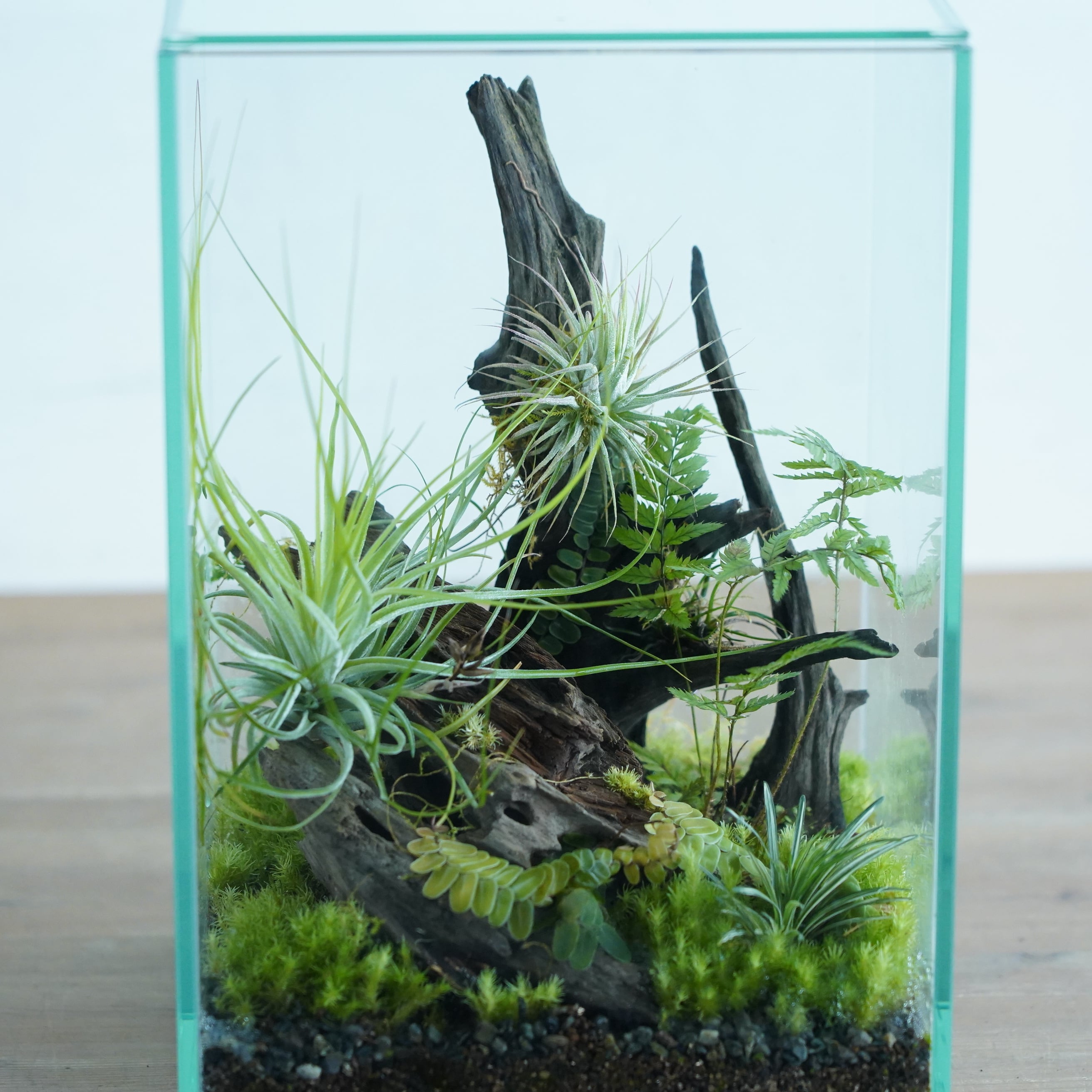 チランジアとコケのパルダリウム』◇限定作品 4.19＃1 | 苔テラリウム