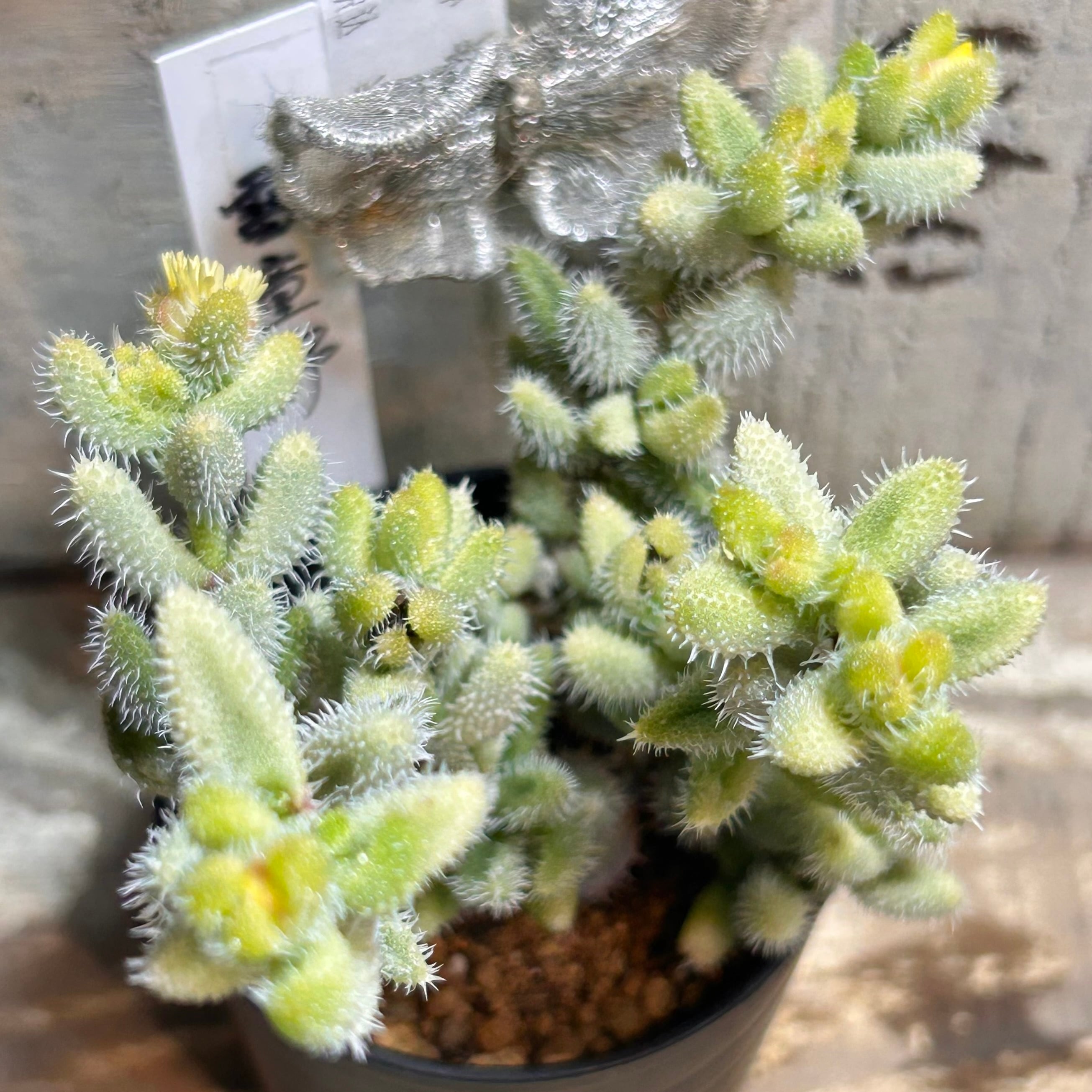 姫秀麗xプロリフィカ(匠園芸) | RuPo 多肉植物専門店