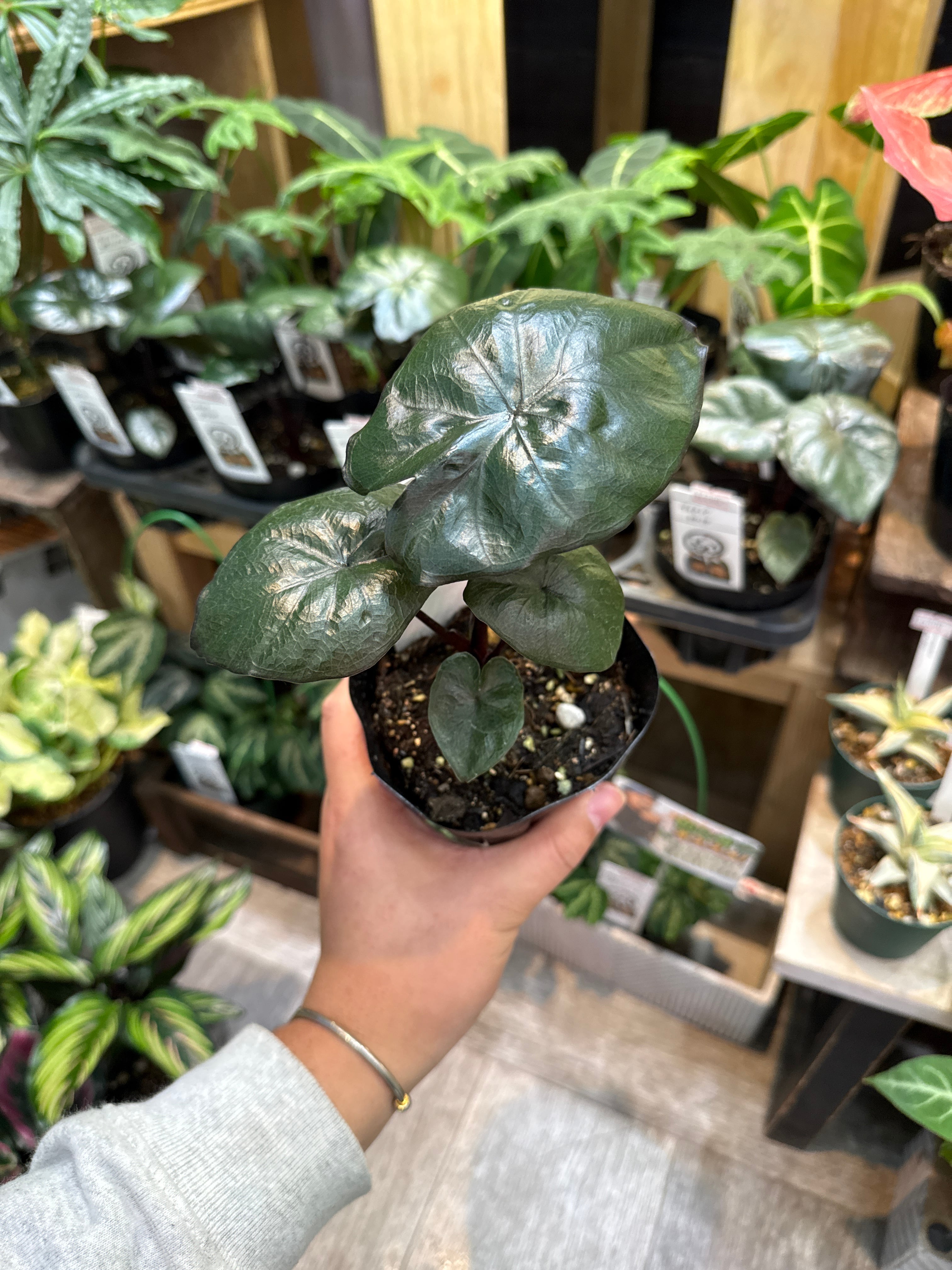 Aglaonema purple my tiara / パープルマイティアラ | Gardenえん