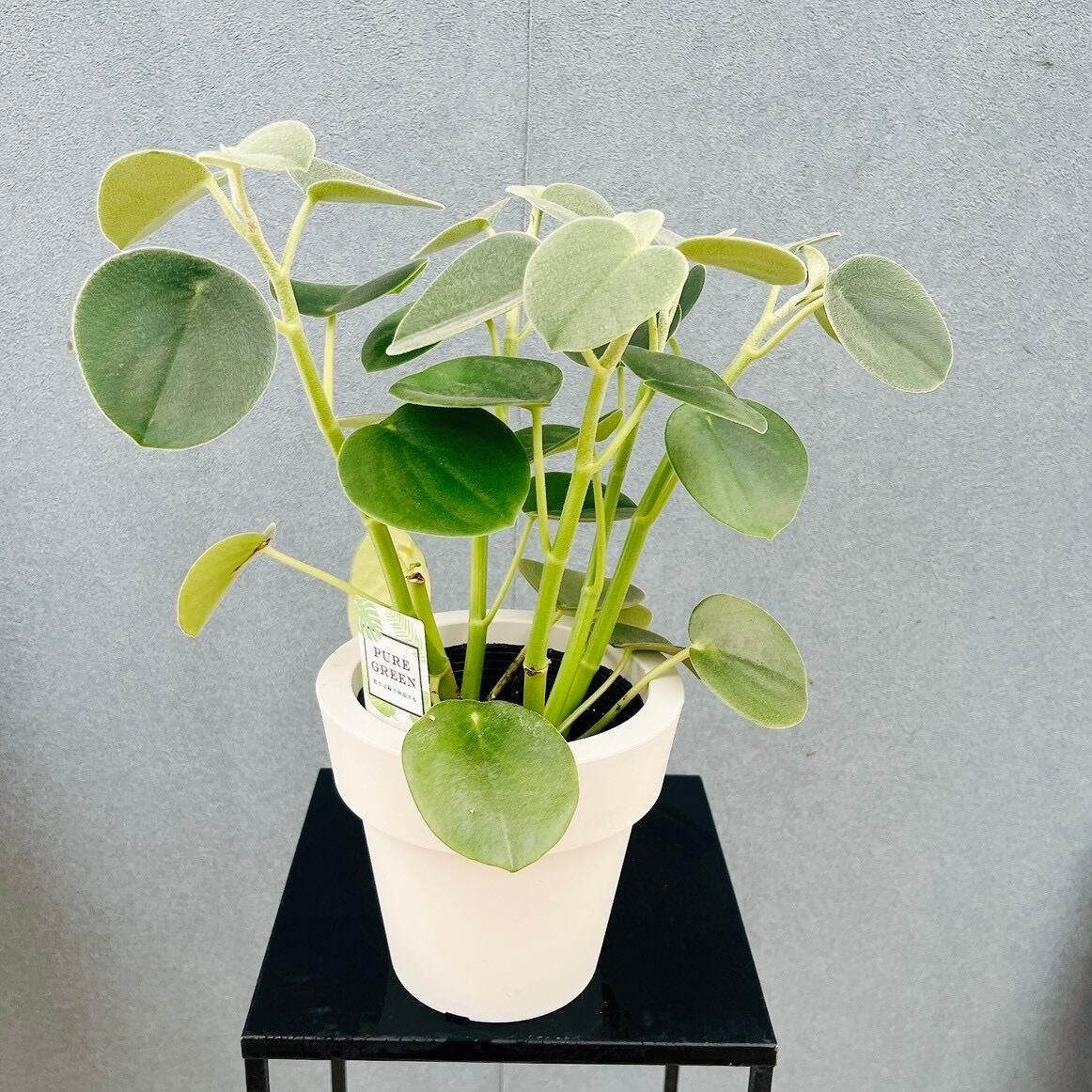 レアペペロミア5点セット♡ 観葉植物 室内 ミニサイズ 現品］【希少】♡かわいい♡ 1番 ペペロミア ホバリア 5号 観葉植物