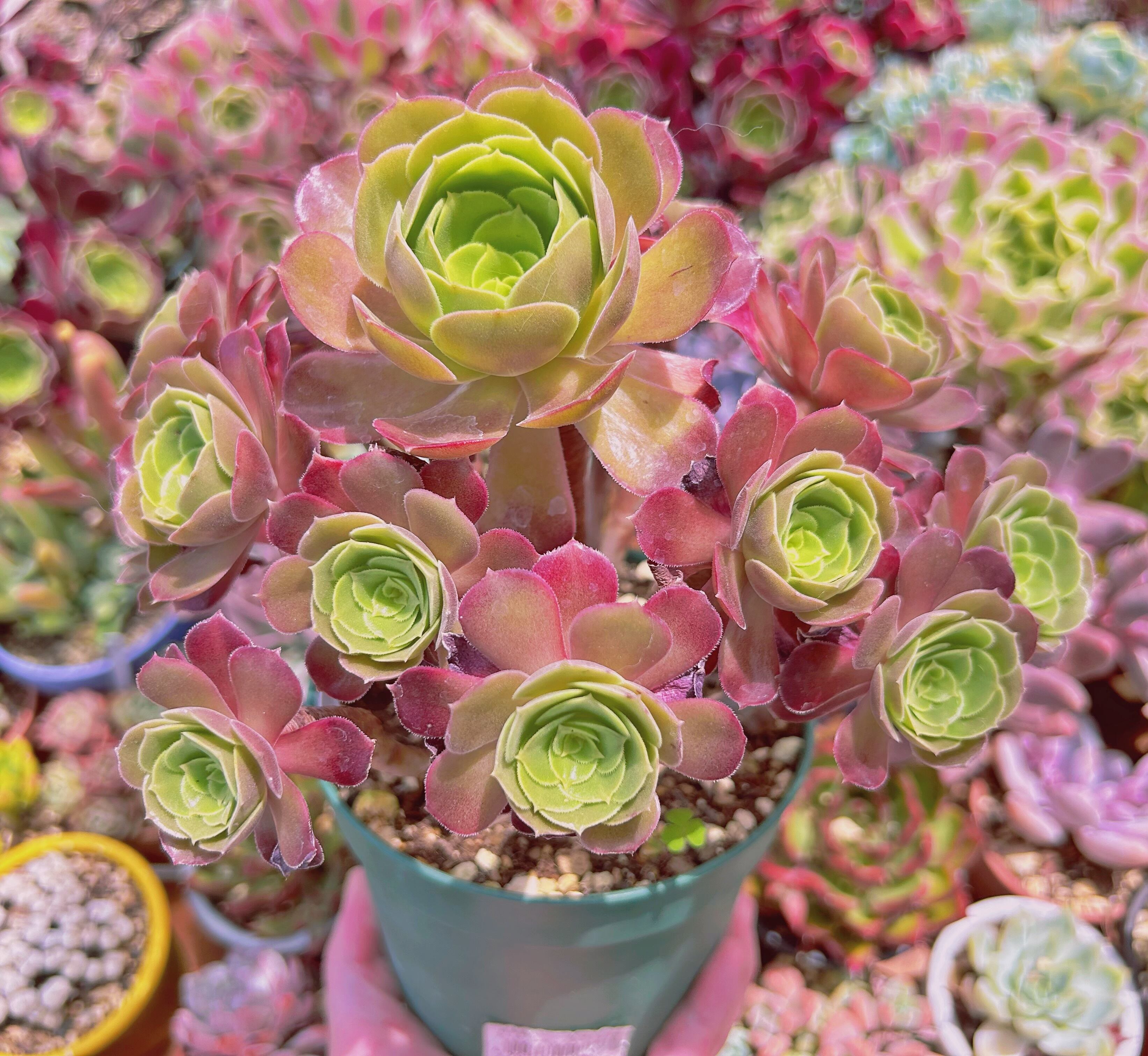 多肉植物。 燦爛法師錦抜き苗 多肉植物 レッドエッグ錦♡抜き苗 多肉