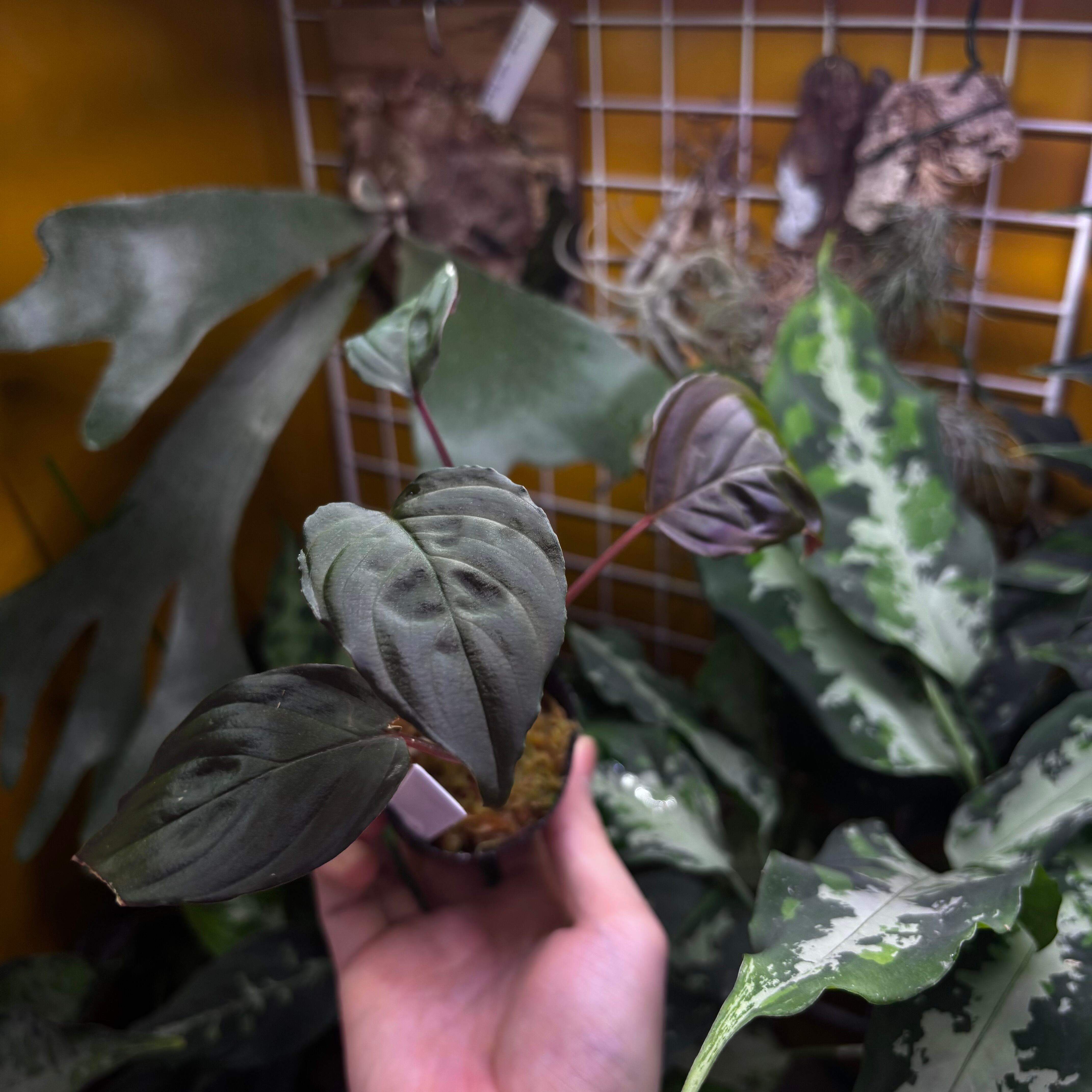 Homalomena sp. Sulawesi 【ZOE0925-3b】 | 熱帯雨林植物専門店 トイ吉園芸