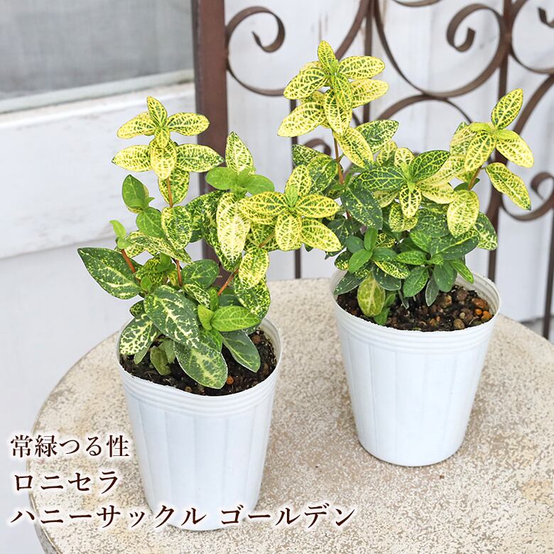 草花苗 ロニセラ ハニーサックル ゴールデン 2.5号 常緑 つる性 斑入り