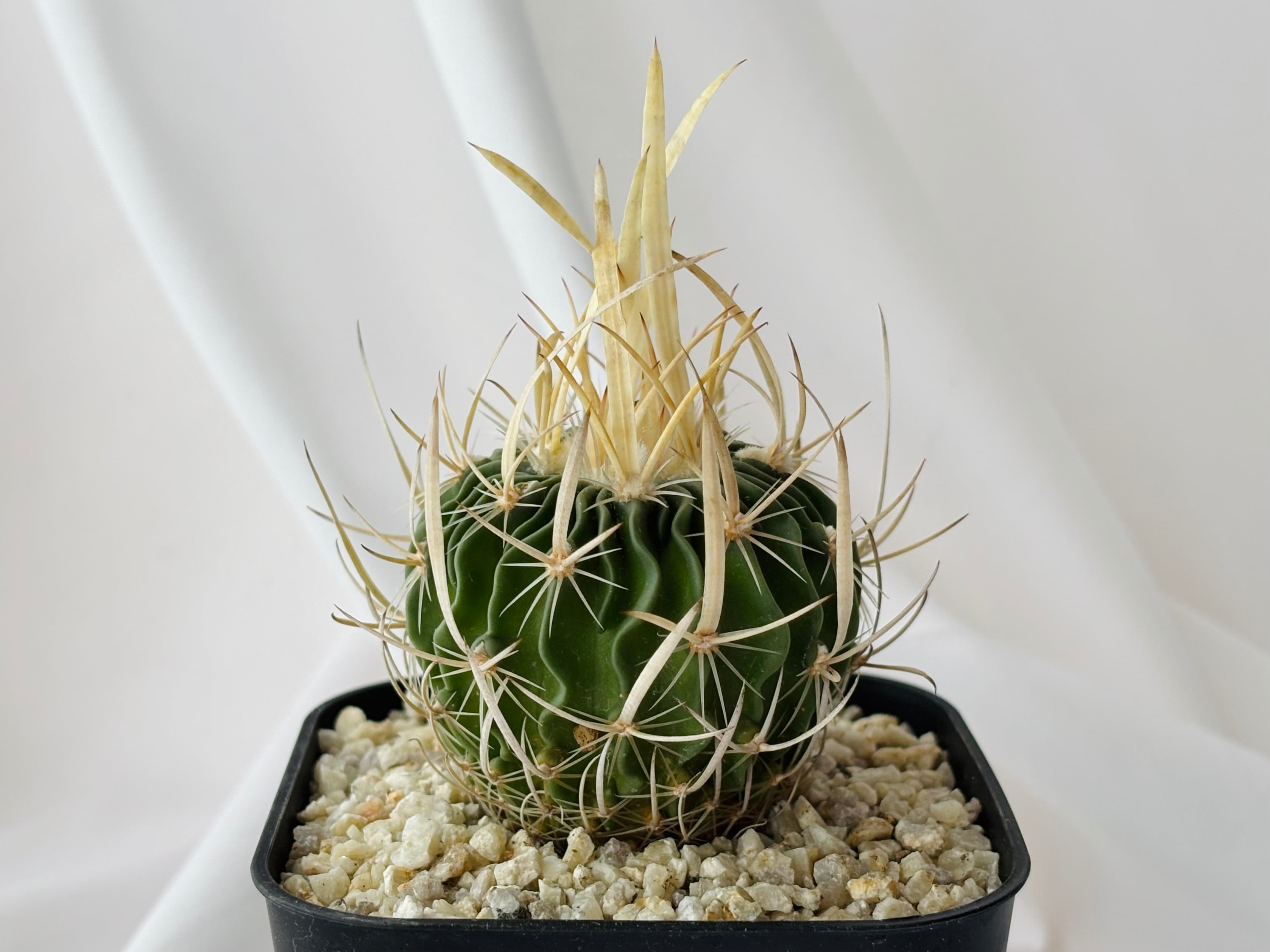 ひでさん様　長棘振武玉　鶴巣丸 Echinofossulocactus エキノフォスロカクタス 長刺振武玉 サボテン