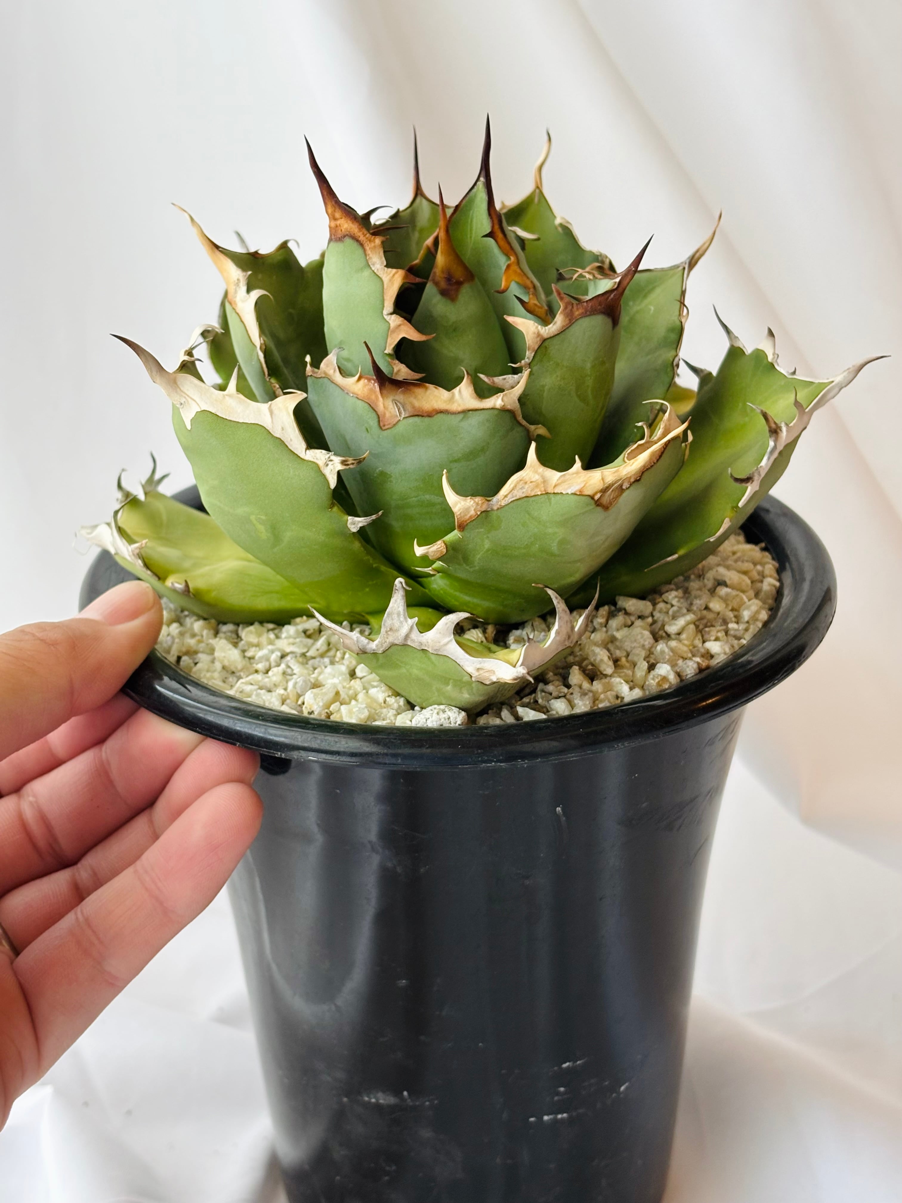 Agave titanota アガベ チタノタ 姫厳竜 多肉植物 | plants MARU