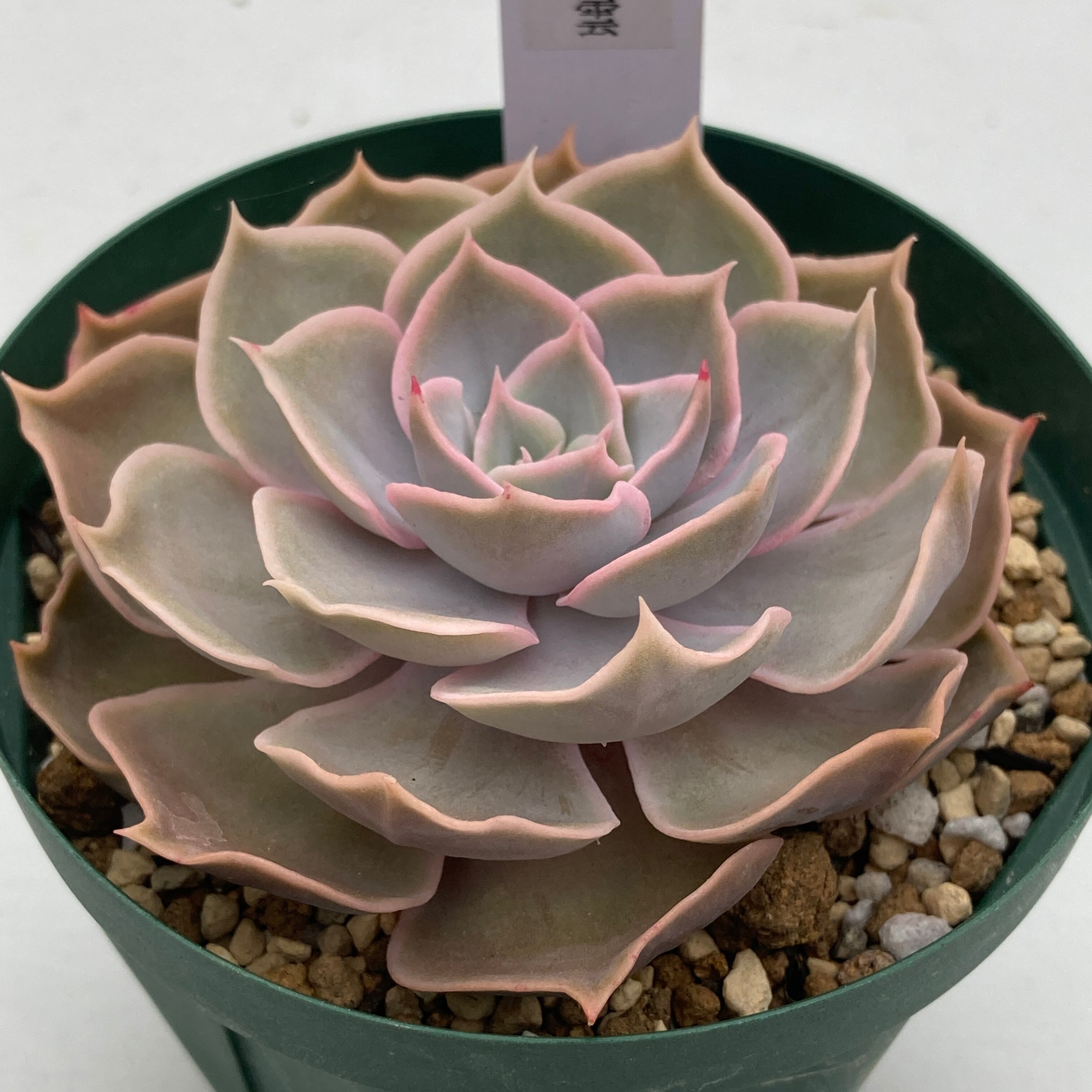 現物商品】星雲 3号サイズ | 多肉植物研究所