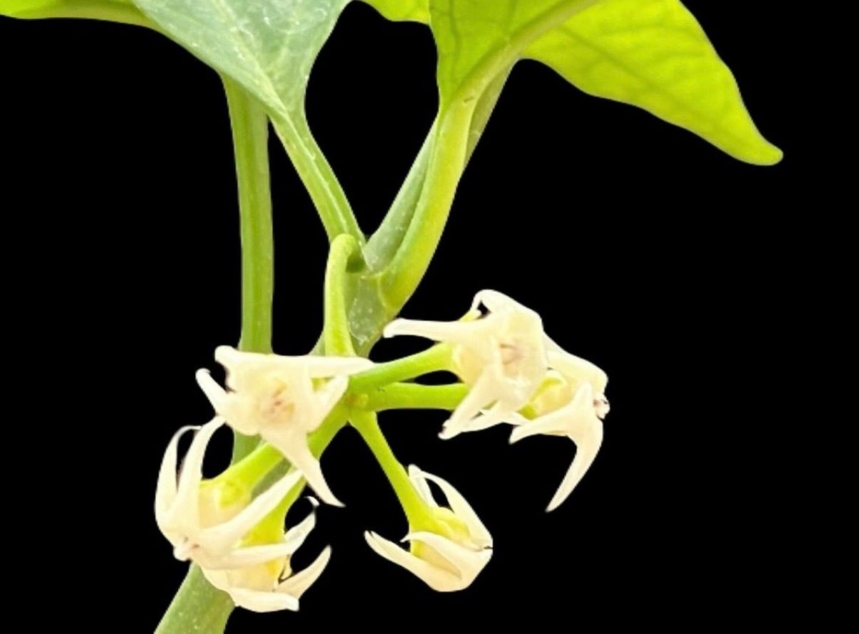 ヨジロeさん専用　Hoya ホヤ ホヤ ソロケンシス | Gardenえん 【観葉熱帯植物】