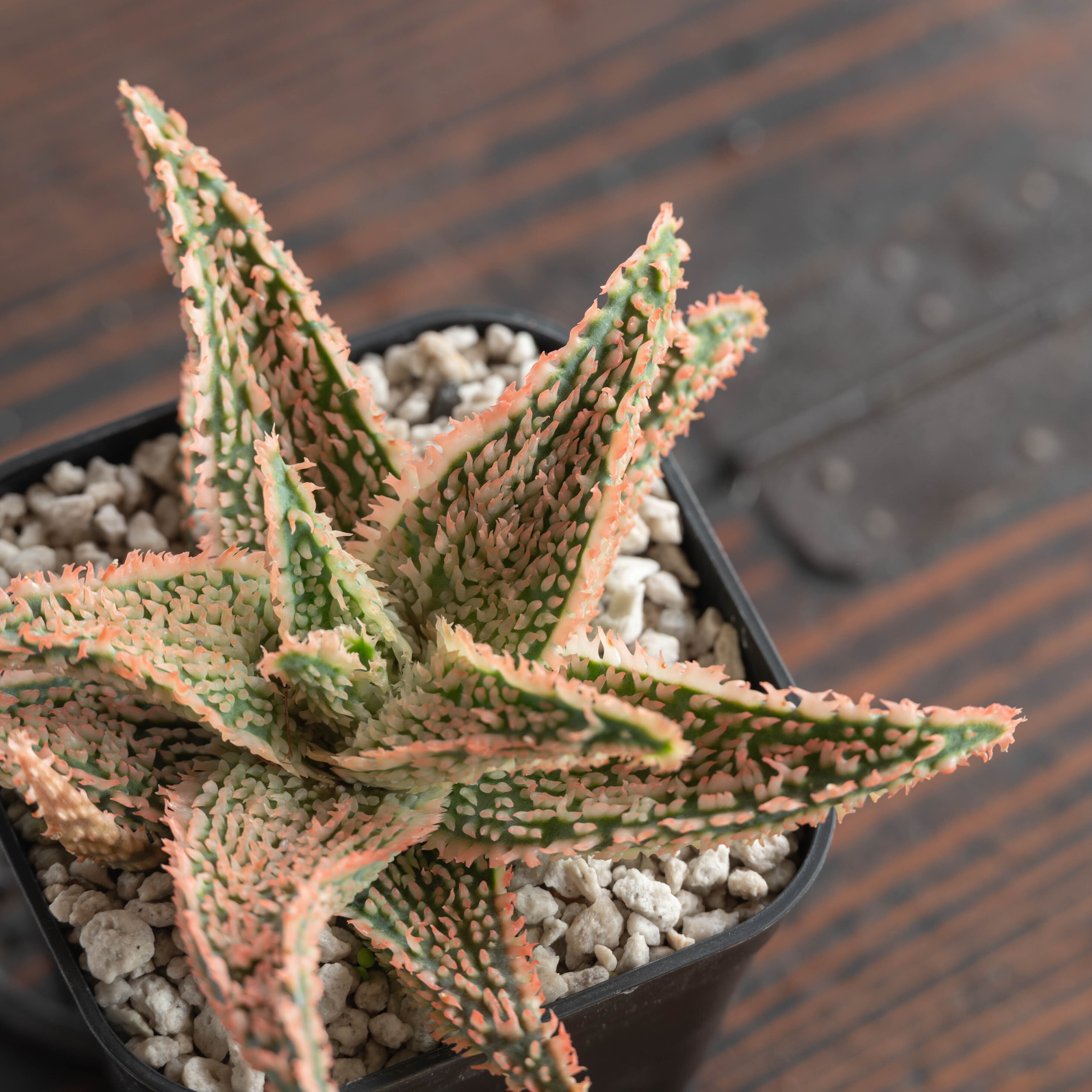 Aloe hybrid アロエ ハイブリッド 未繁殖株 第四種 アロエ Aloe hybrid アロエ ハイブリッド 未繁殖株 第四種 アロエ