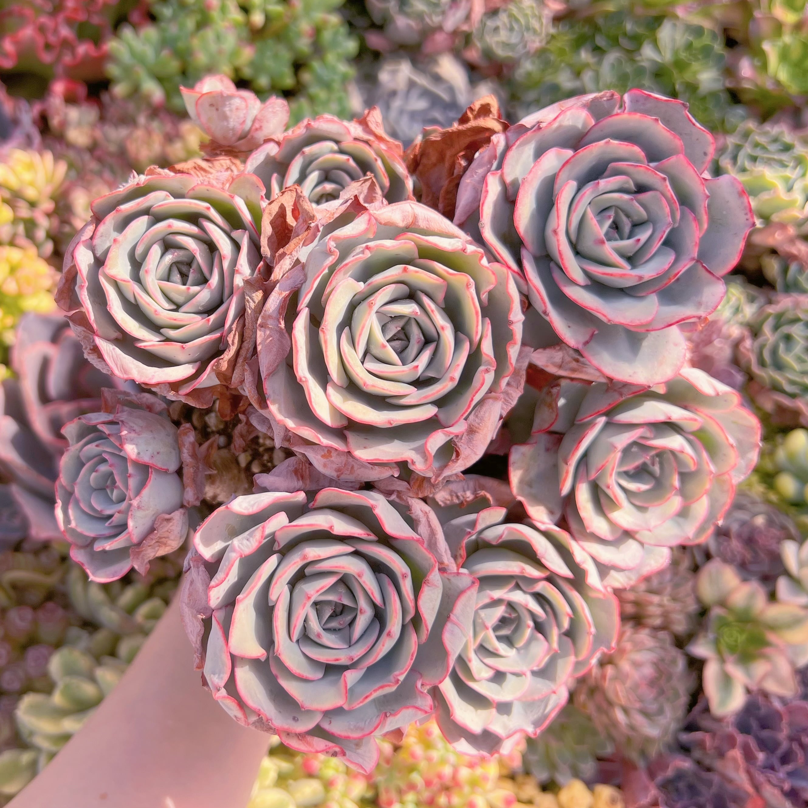 現品　アトランティス#M089　特大群生　るる農園