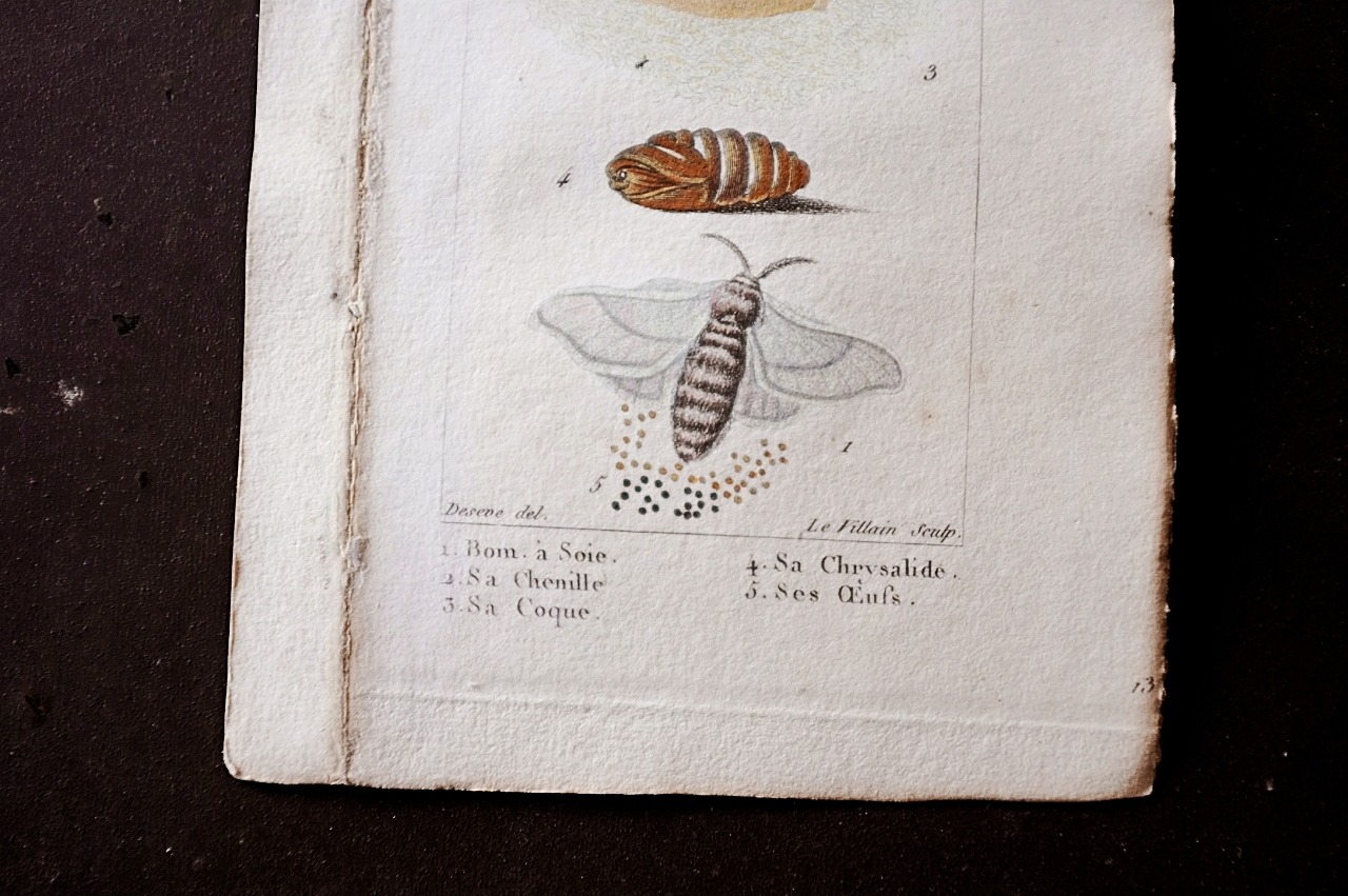 1780s フランス ビュフォン伯爵による蛾と幼虫の博物画h Buffon アンティーク