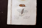 1780s フランス ビュフォン伯爵による蛾と幼虫の博物画h Buffon アンティーク