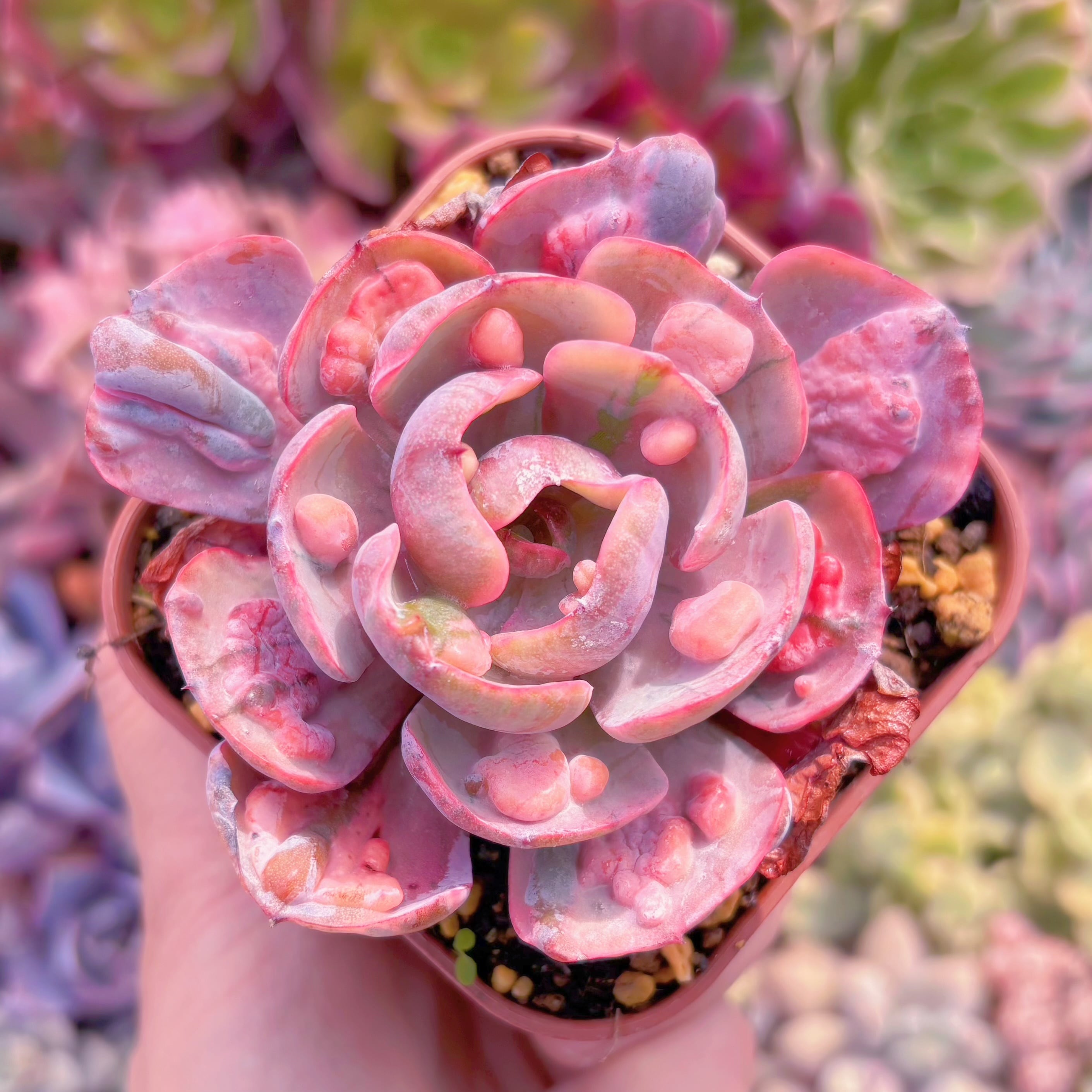 現品　ビヨンセ錦#2201　るる農園