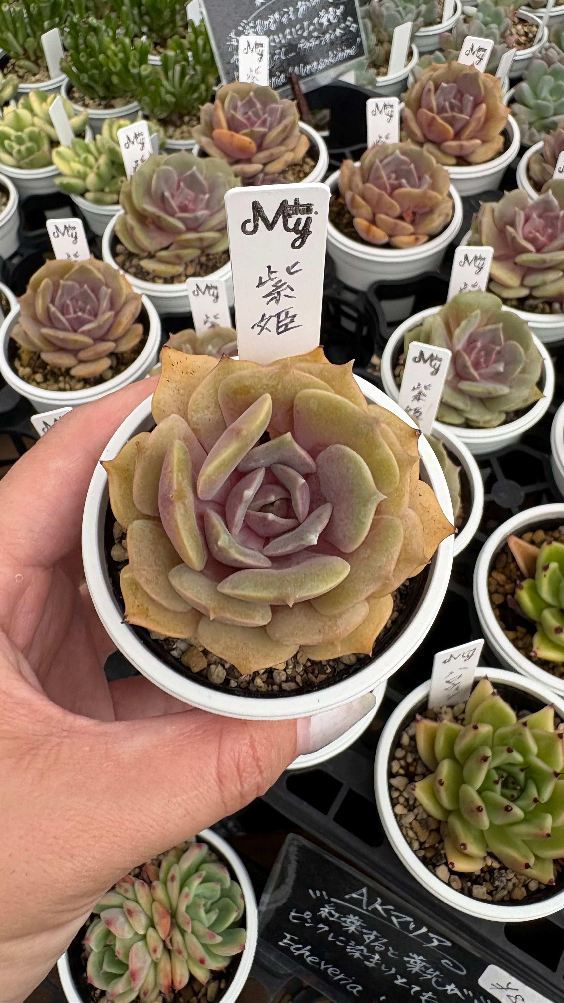 多肉植物 シャネル アエオニウム 美苗 #1 | PAY ID
