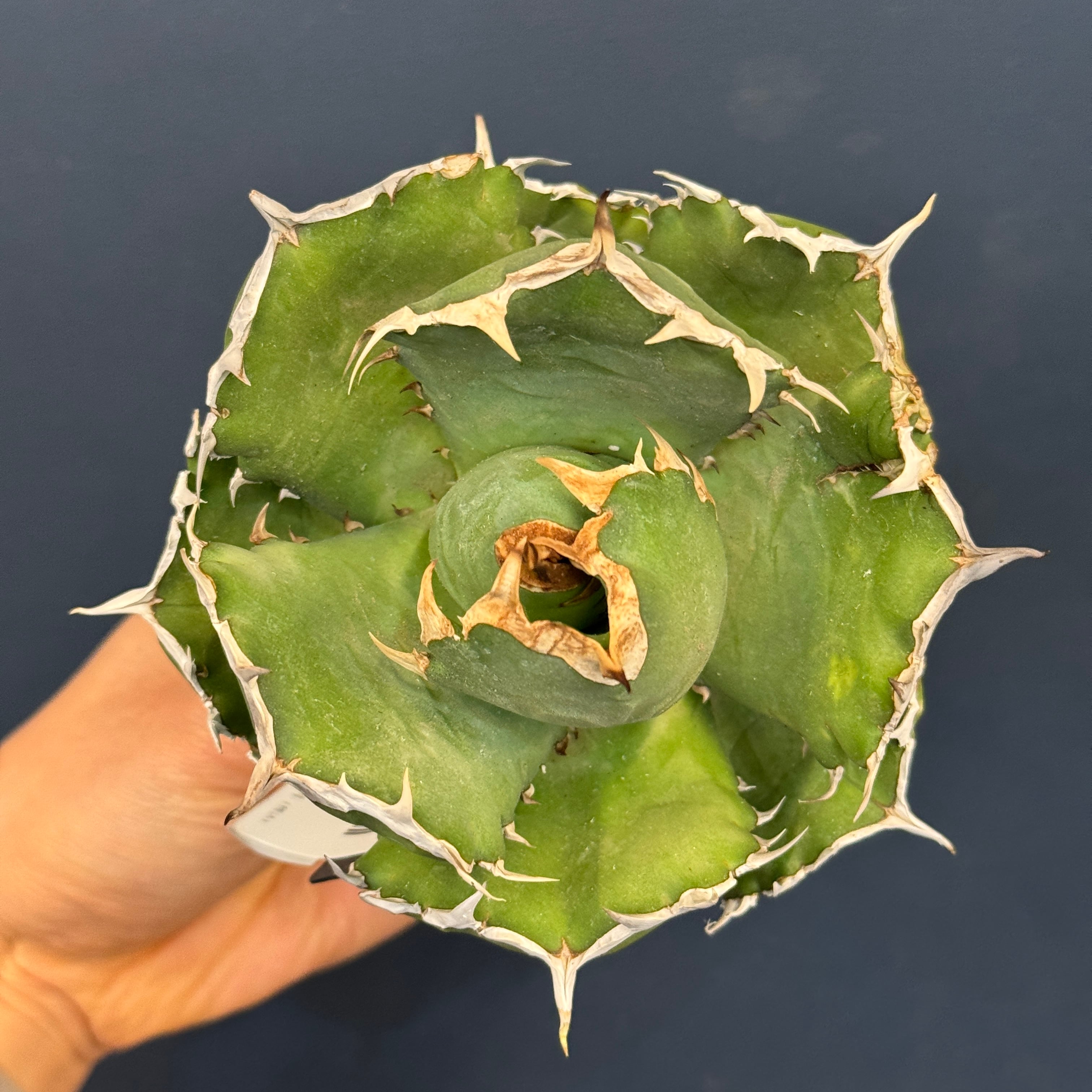 アガベ チタノタ クイーン【1089】 | PROTOLEAF プロトリーフ