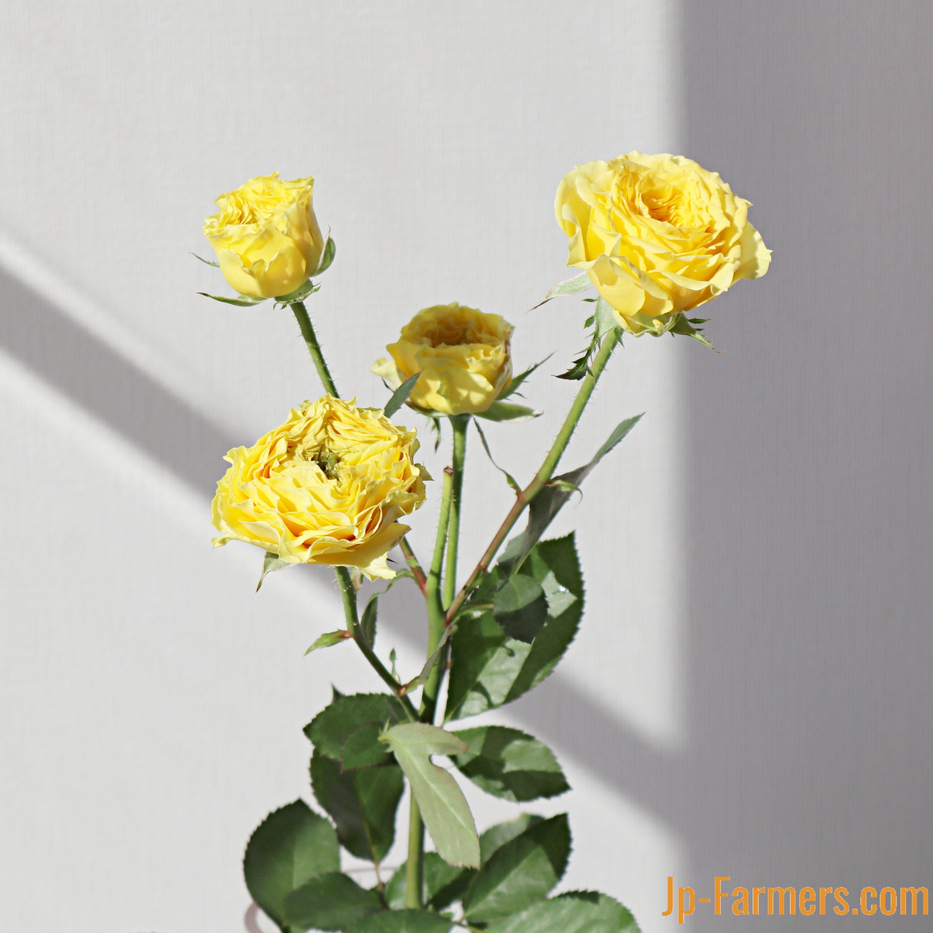 おすすめ新品種 FINEROSE ☆SPバラ 品種名：ライムローズ