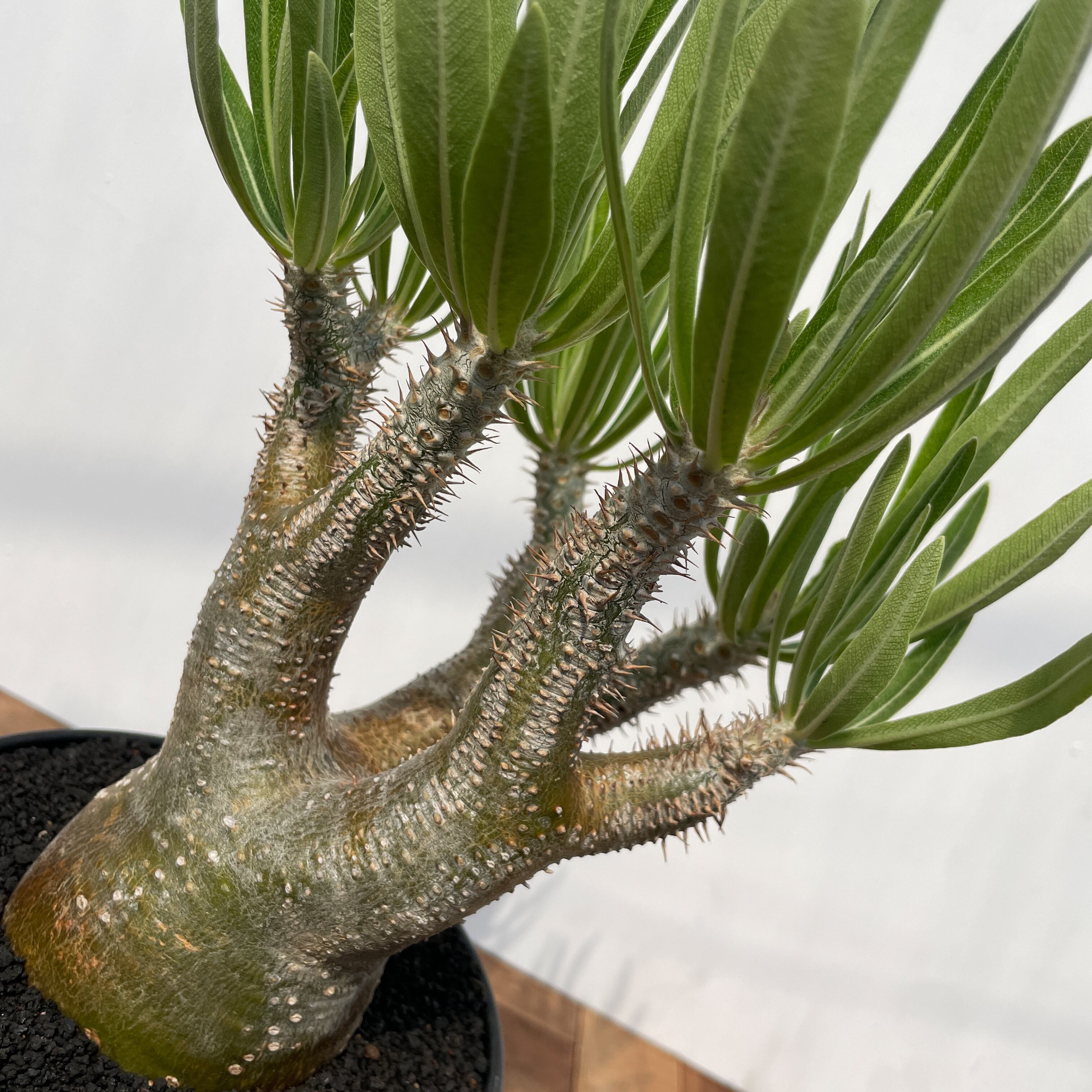 Pachypodium rosulatum var. inopinatum 【パキポディウム