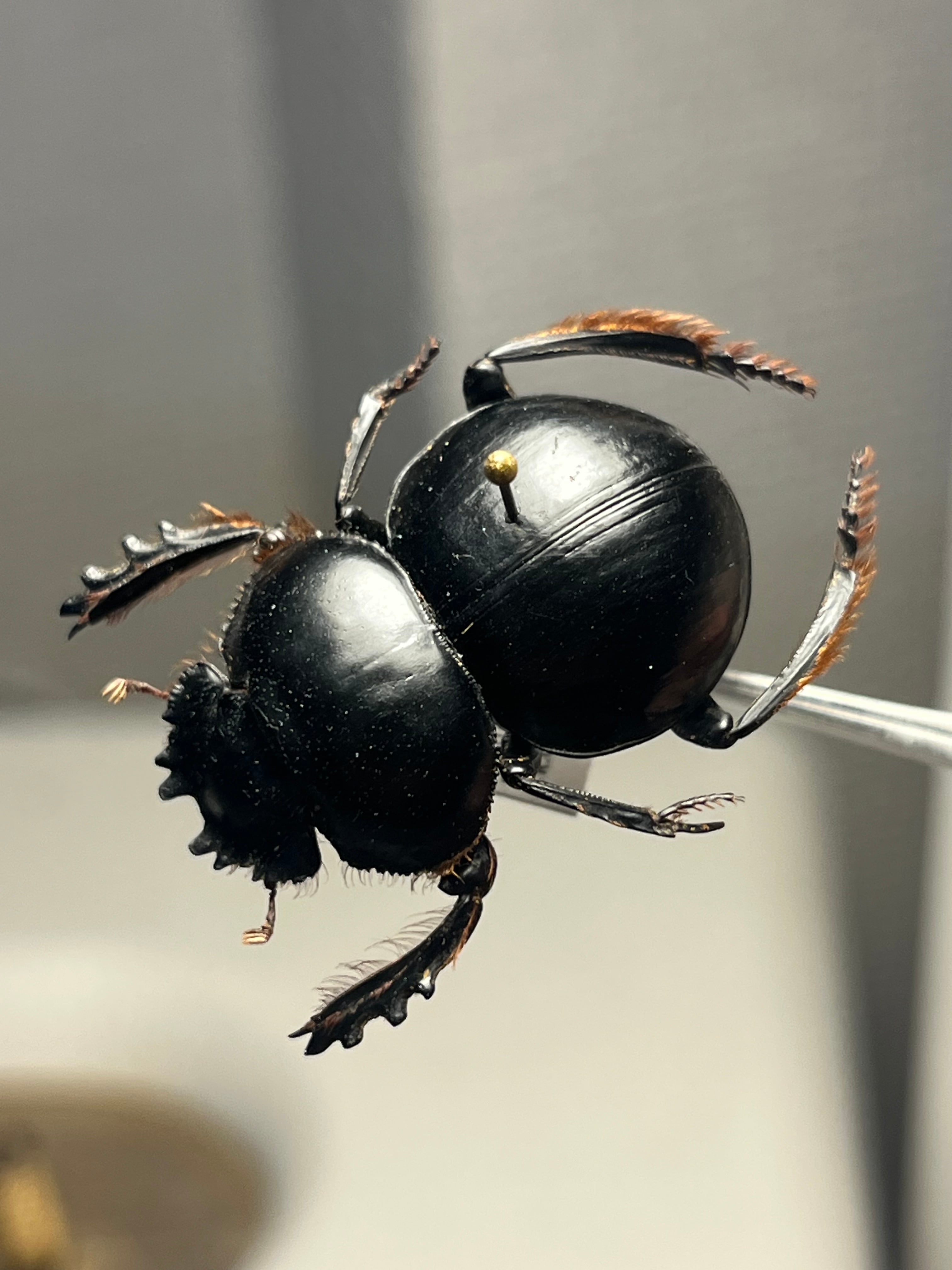 27mm♀】クモガタタマオシコガネに酷似のPachysoma schinzi 糞虫