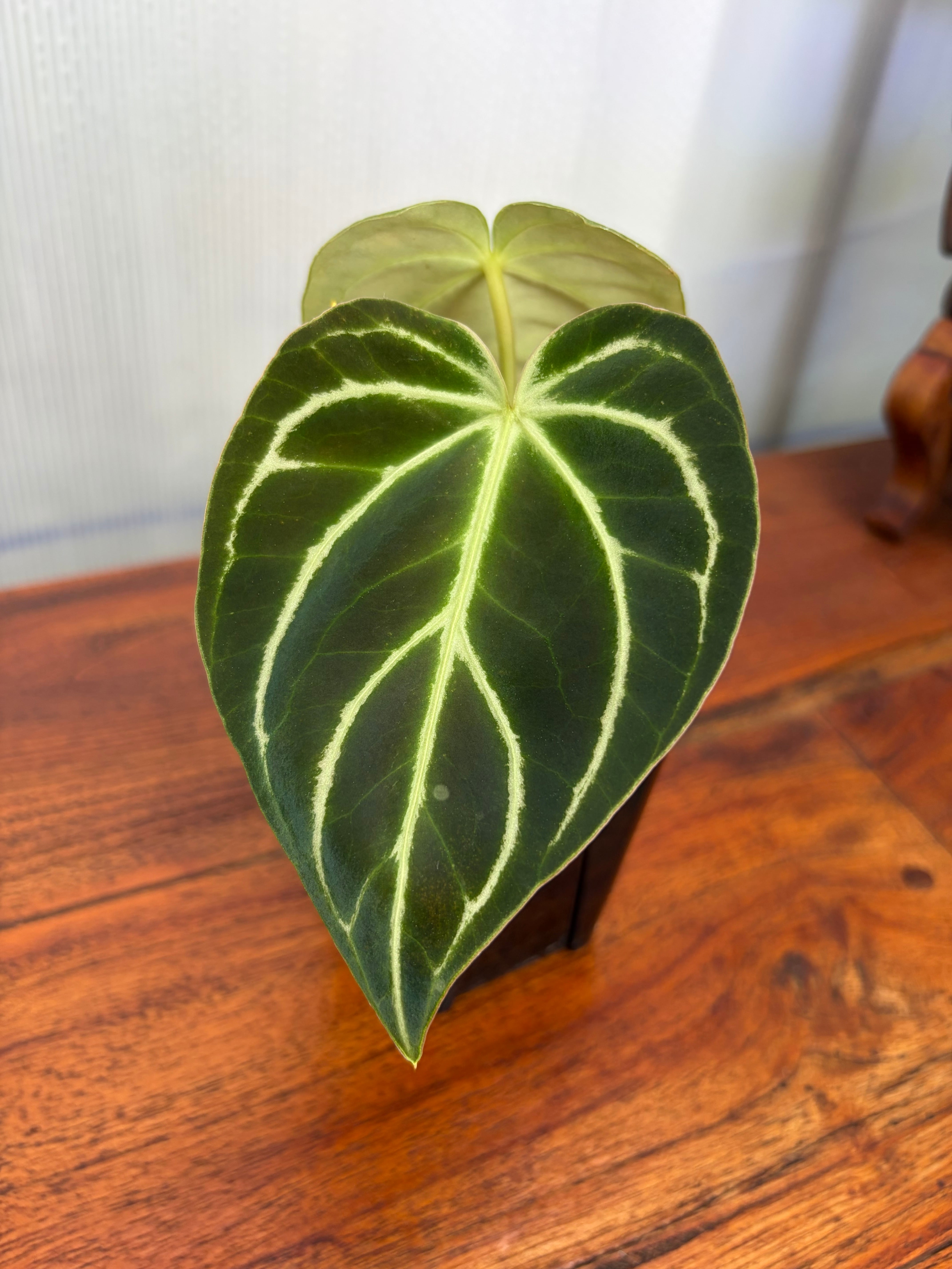 Anthurium | BALI-AN 園芸