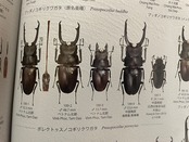 【WD】《ポレクトゥスノコギリクワガタ 50mmUP ペア》