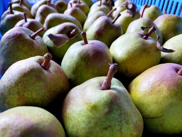 あきた　葉取らずサンふじ 3kg ご家庭用　