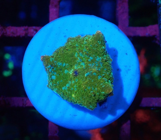 【現地買付】WaterMelonMushroom 4