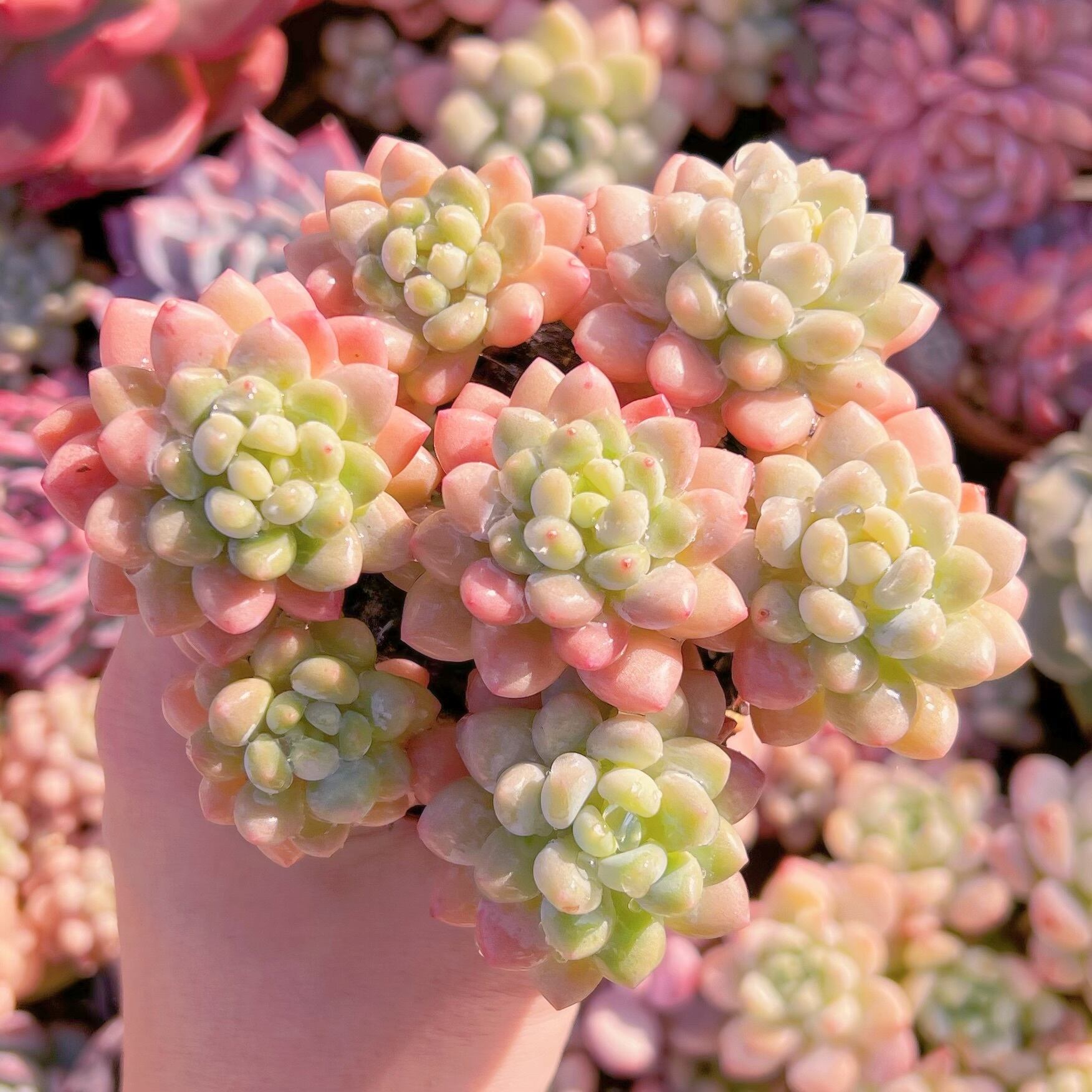 現品　ストロベリーミルク#630   るる農園