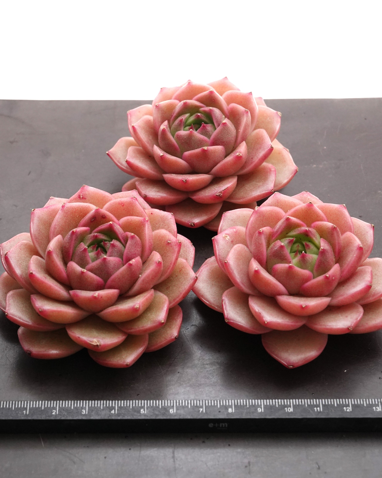 カット苗 ペニンシュラローズ Echeveria 'Peninsula Rose'