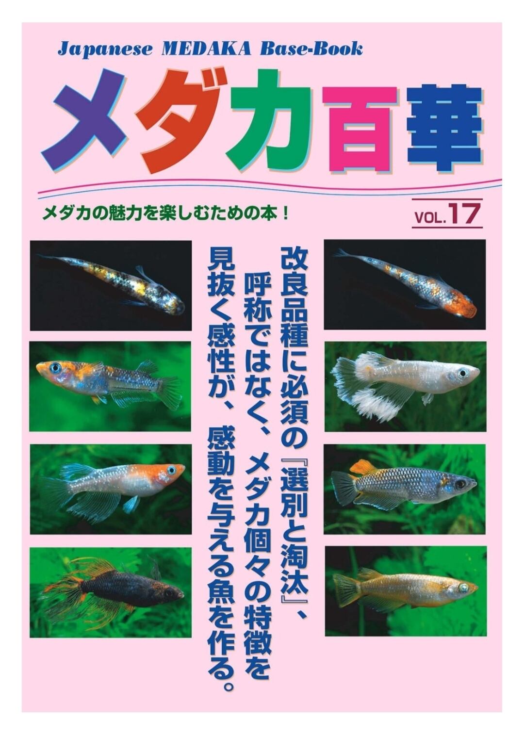 改良メダカセット メダカ MIXセット幼魚20匹＋α 最高級のめだかをいろいろ入れます 改良