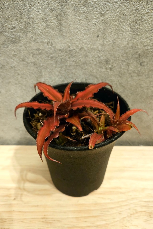 Cryptanthus bivittatus Minor 'Red Star'【artPLANTs】クリブタンサス/ブロメリア