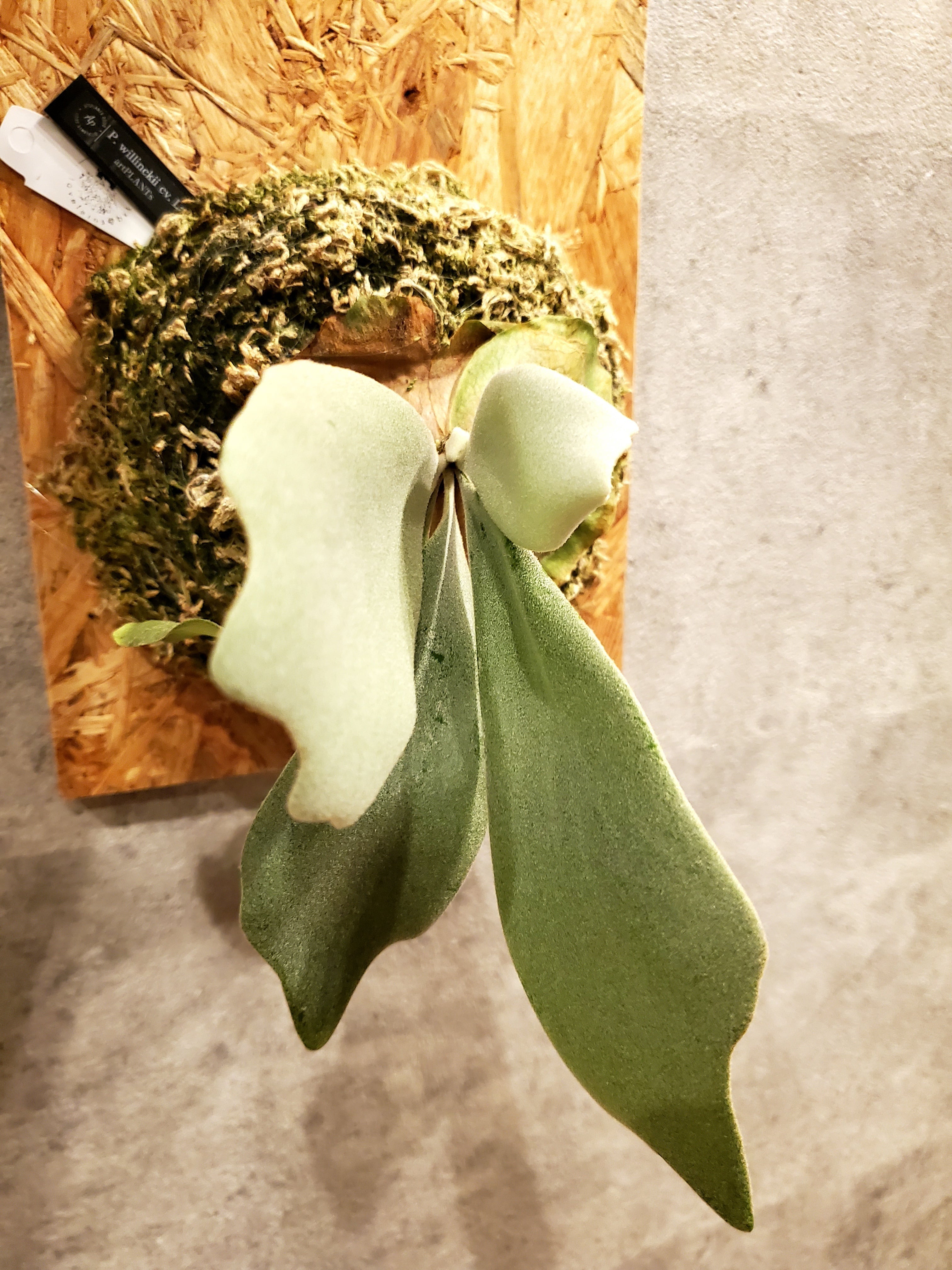 P.Willinckii cv. Laora 【artPLANTs】ビカクシダ/Platycerium