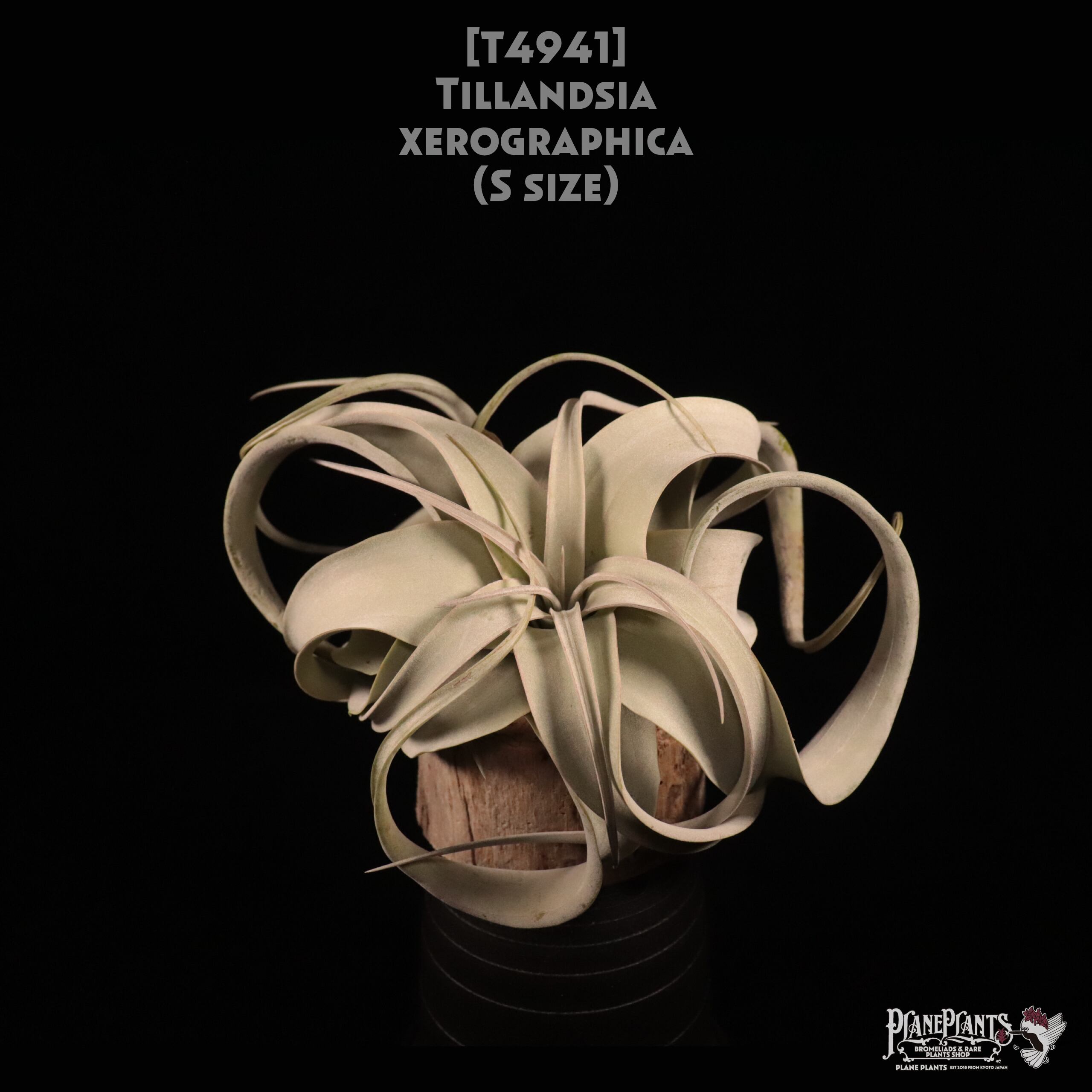 【送料無料】xerographica S〔エアプランツ〕現品発送T4941