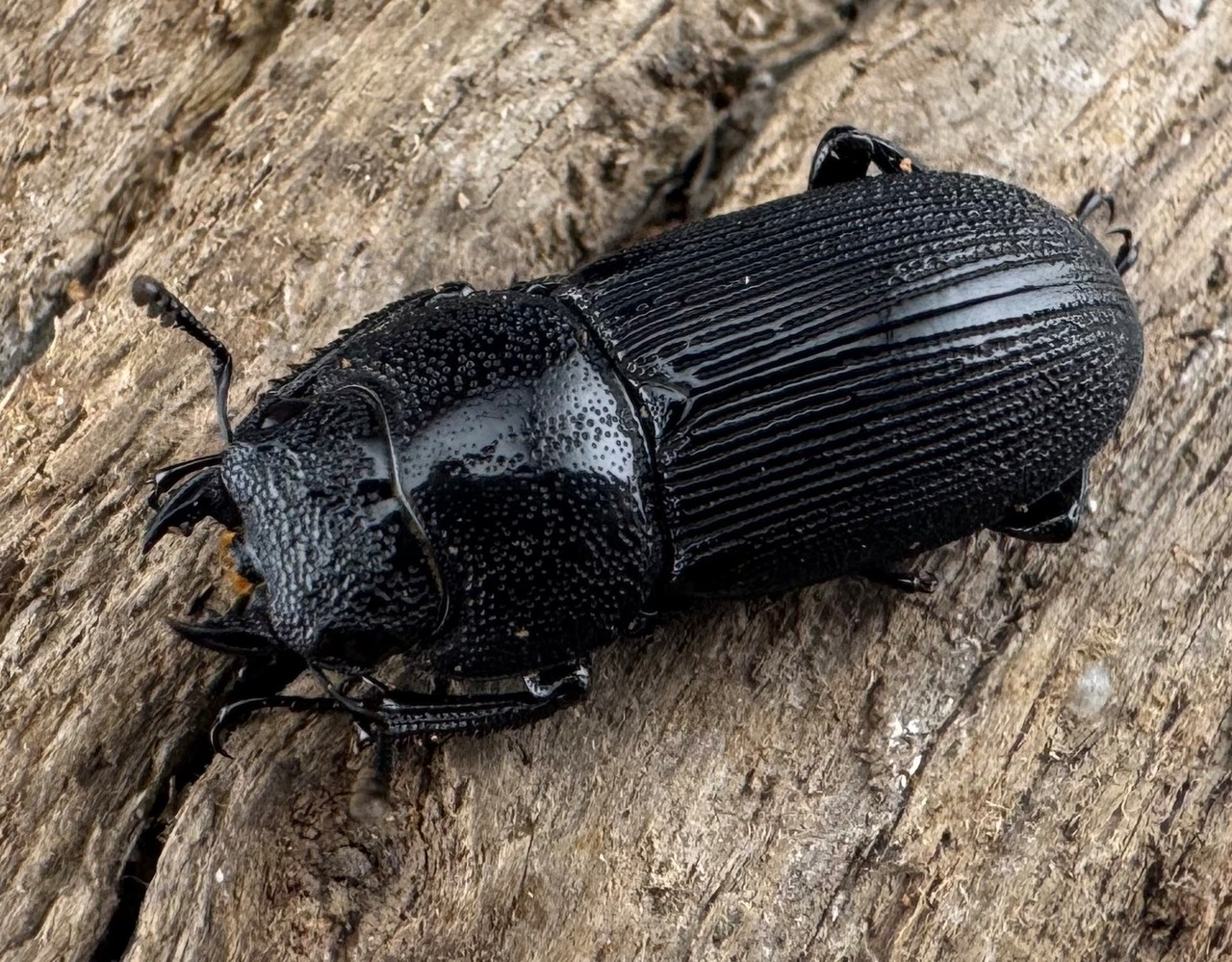 【WD】《スジクワガタ中国亜種 19mm ♀単》