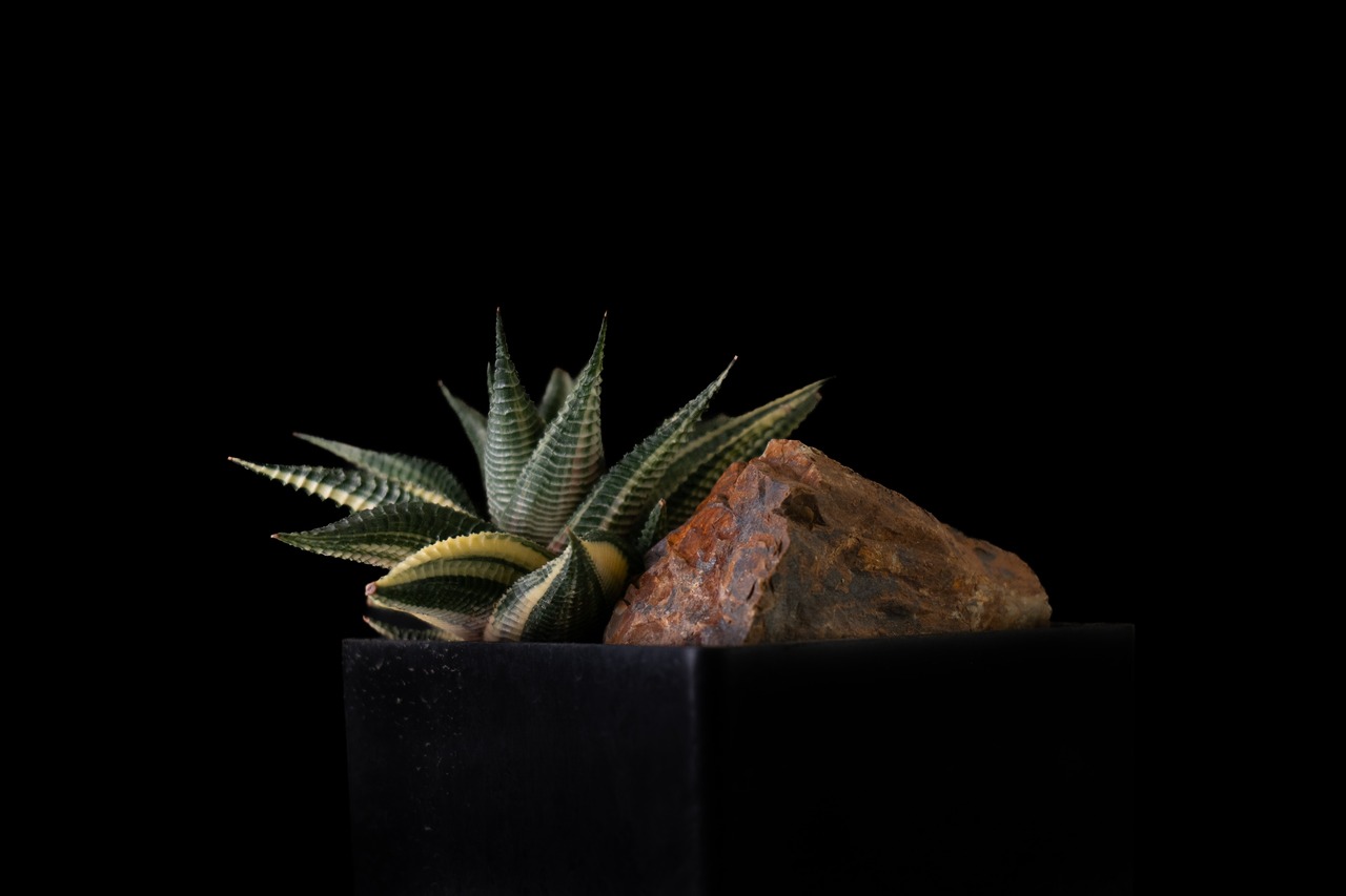 Habitat Style Haworthia tessellata cv. 'Ryurin-Nishiki'
