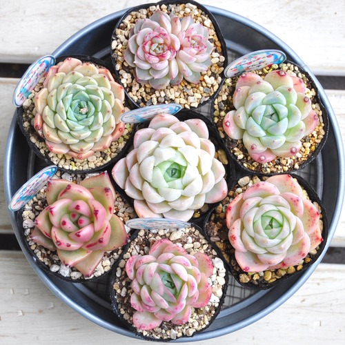 多肉植物　個数限定販売　torepe厳選めちゃ可愛い子ちゃん7品種苗set --　多肉屋torepe　エケベリア　根付き　土付き