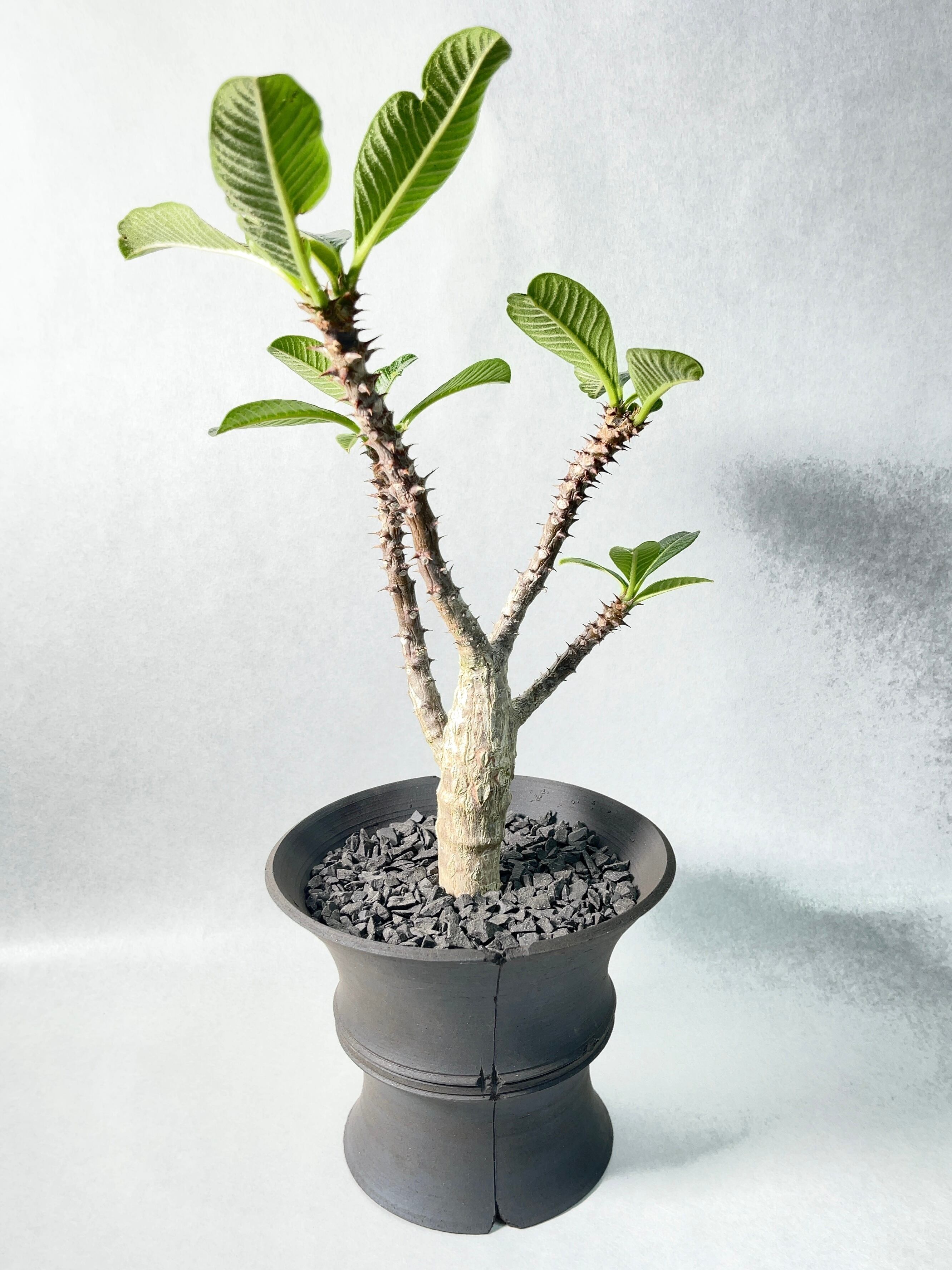 ウィンゾリー×バロニー | trigger