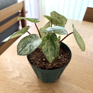 ペペロニア・ユキウサギ