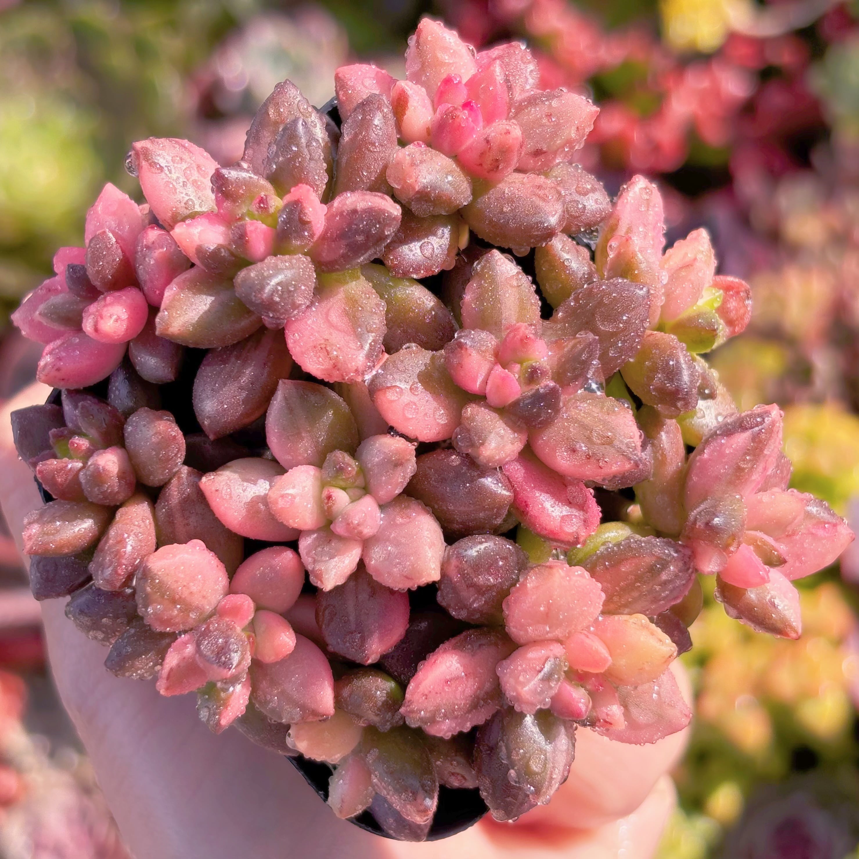 多肉植物 黒美人錦 新入荷 るる農園 | るる農園~多肉植物専門