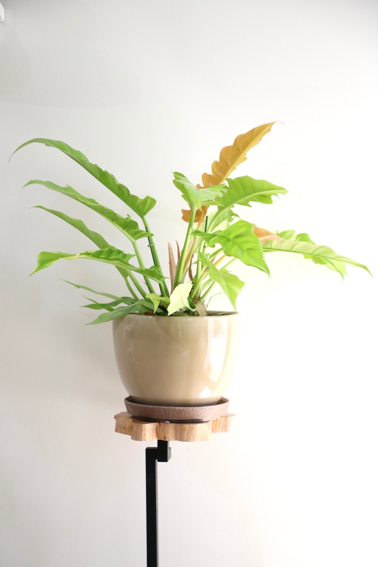 【M】フィロデンドロン ゴールデンクロコダイル/Philodendron ※陶器鉢付き