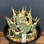 アガベ チタノタ ドラゴンクロー 大株【773】