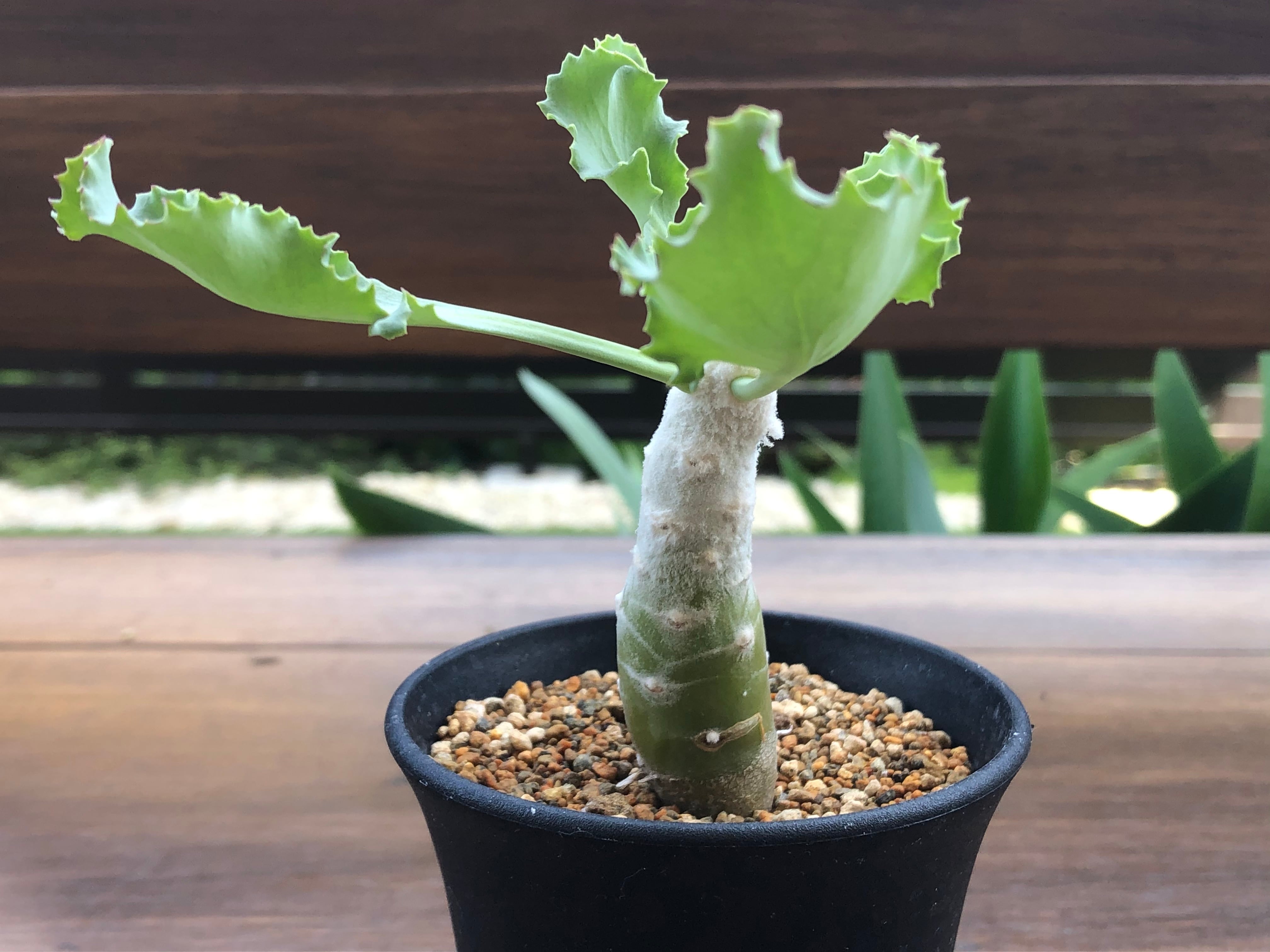 Othonna pavelkae オトンナ パベルカエ 多肉植物 塊根植物