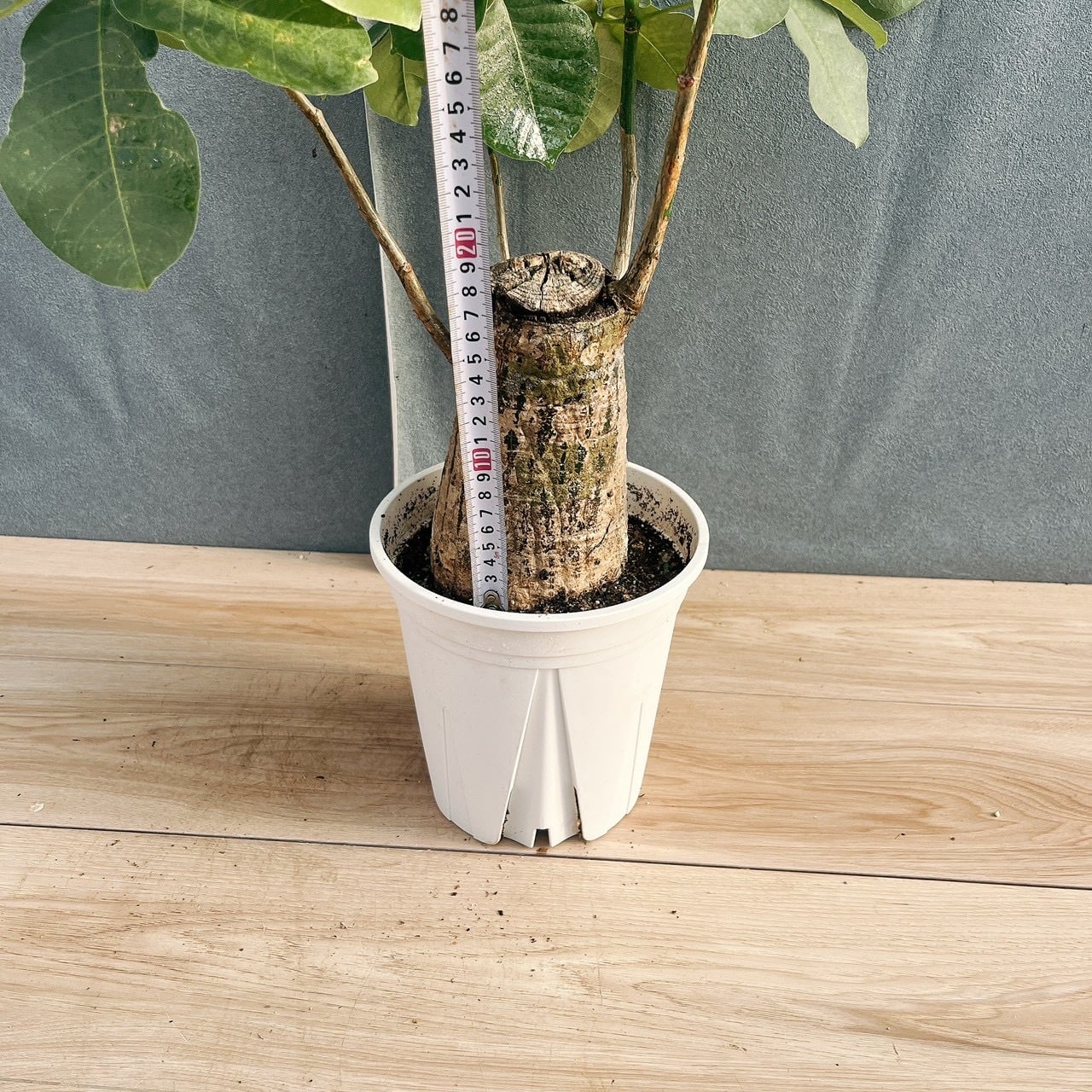 現品］【希少】16番 ボンバックス 6号 塊根植物 コーデックス 観葉植物